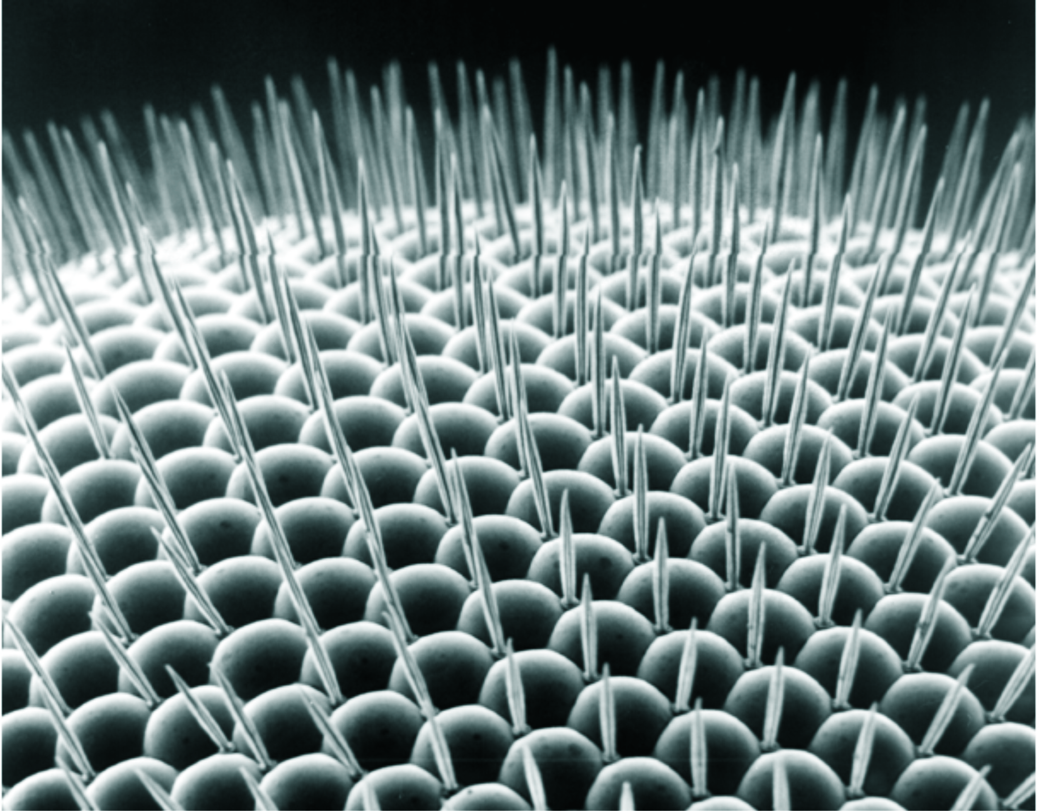 Suurendatud vaade kärbse liitsilmast