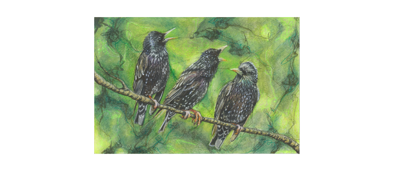 Joonistus. Rohelisel taustal on oks, millel istuvad üksteise kõrval kolm kuldnokka.