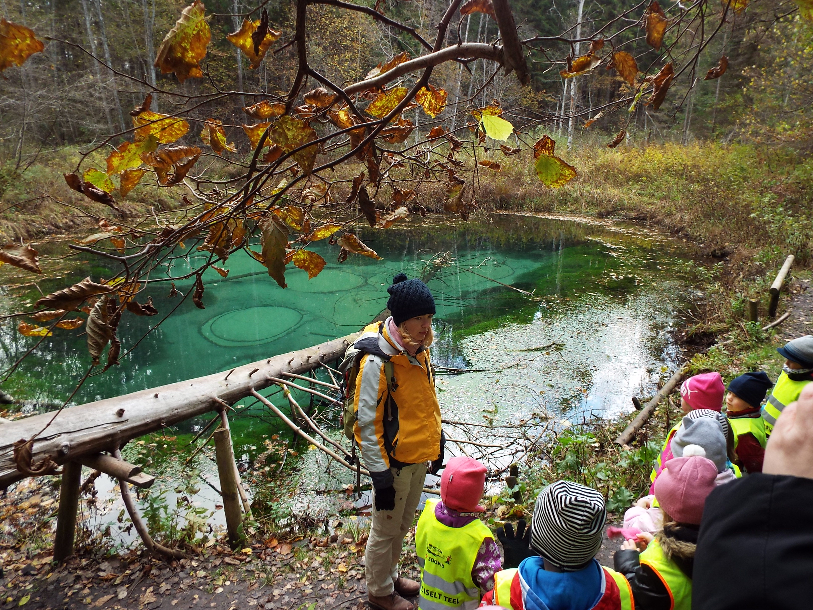 Salasilmad võlumetsas