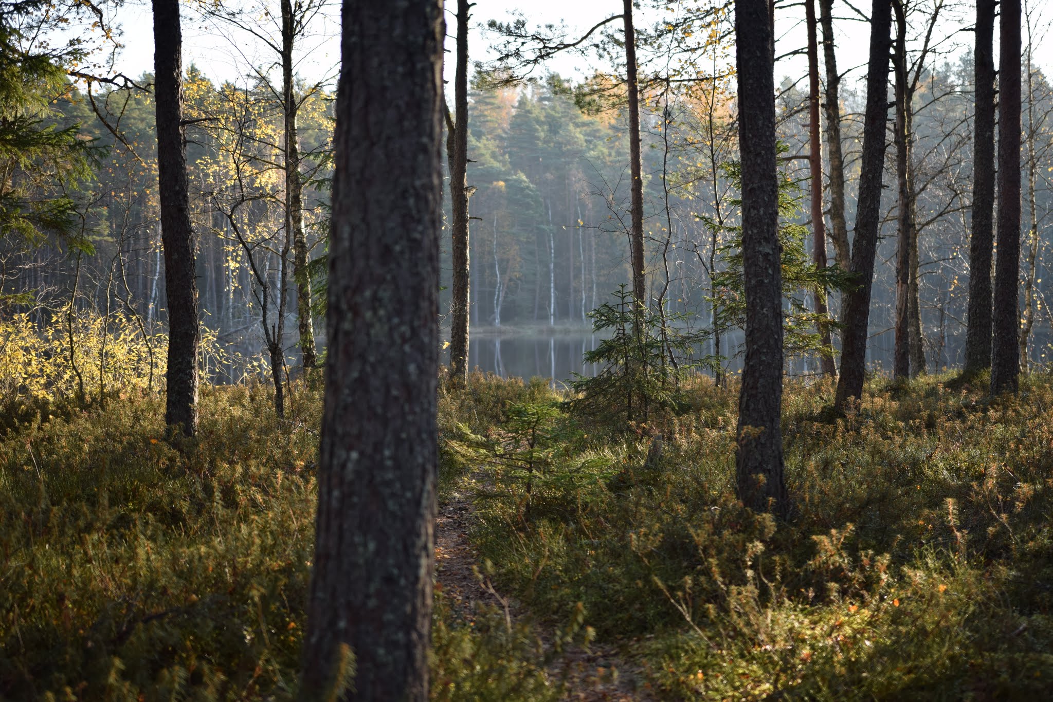 Saame sõpradeks, mina olen raba