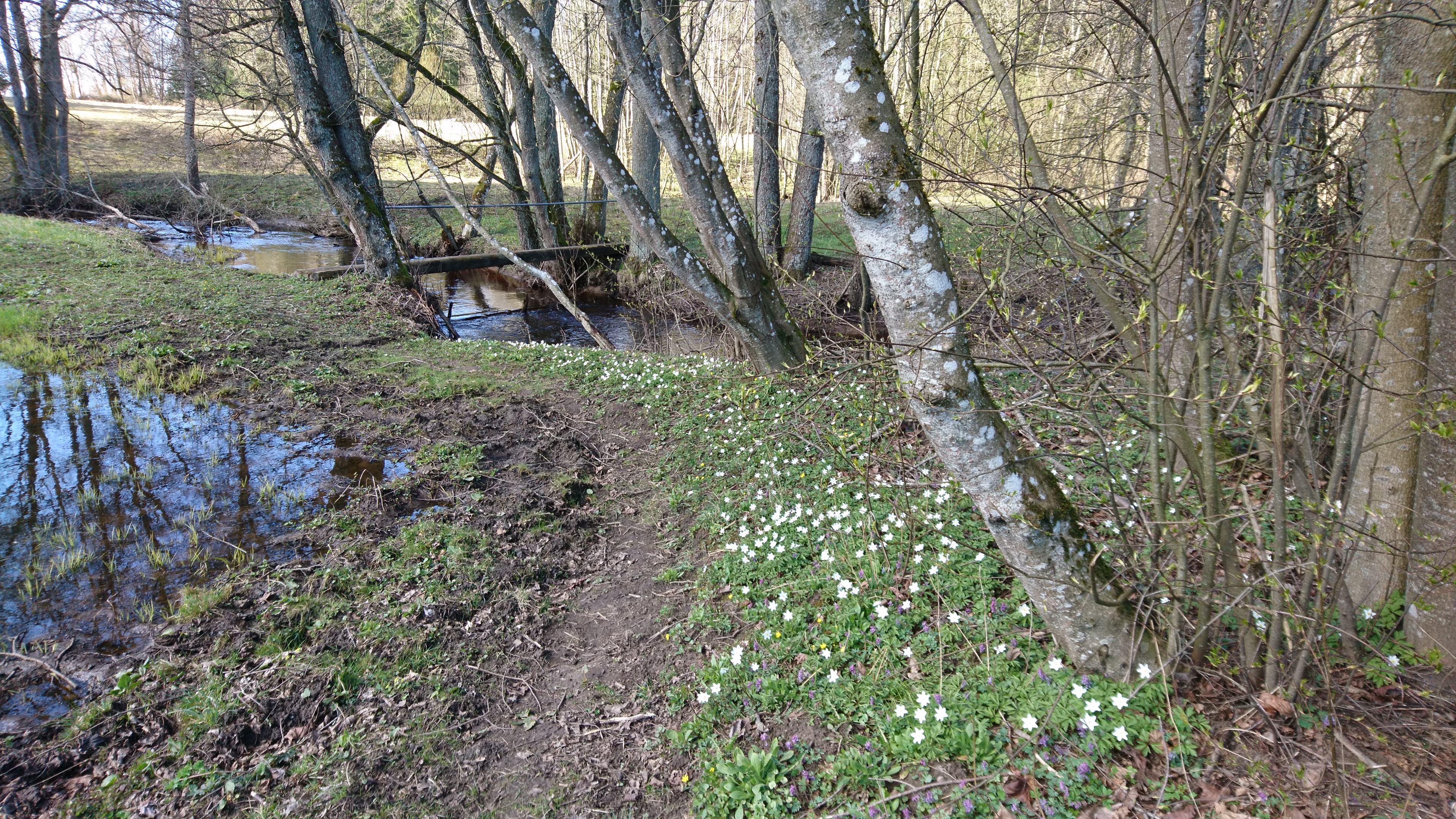 Kolga mõisa jahiradadel