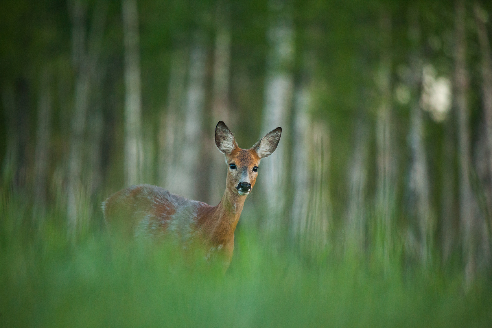 Metskits ei vaja reeglina inimese abi ega liigset tähelepanu