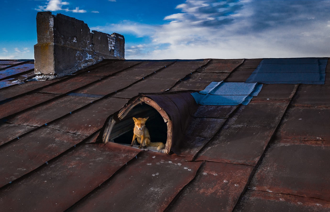  linnalooduse fotokonkursi „Metsik linn“ võitja