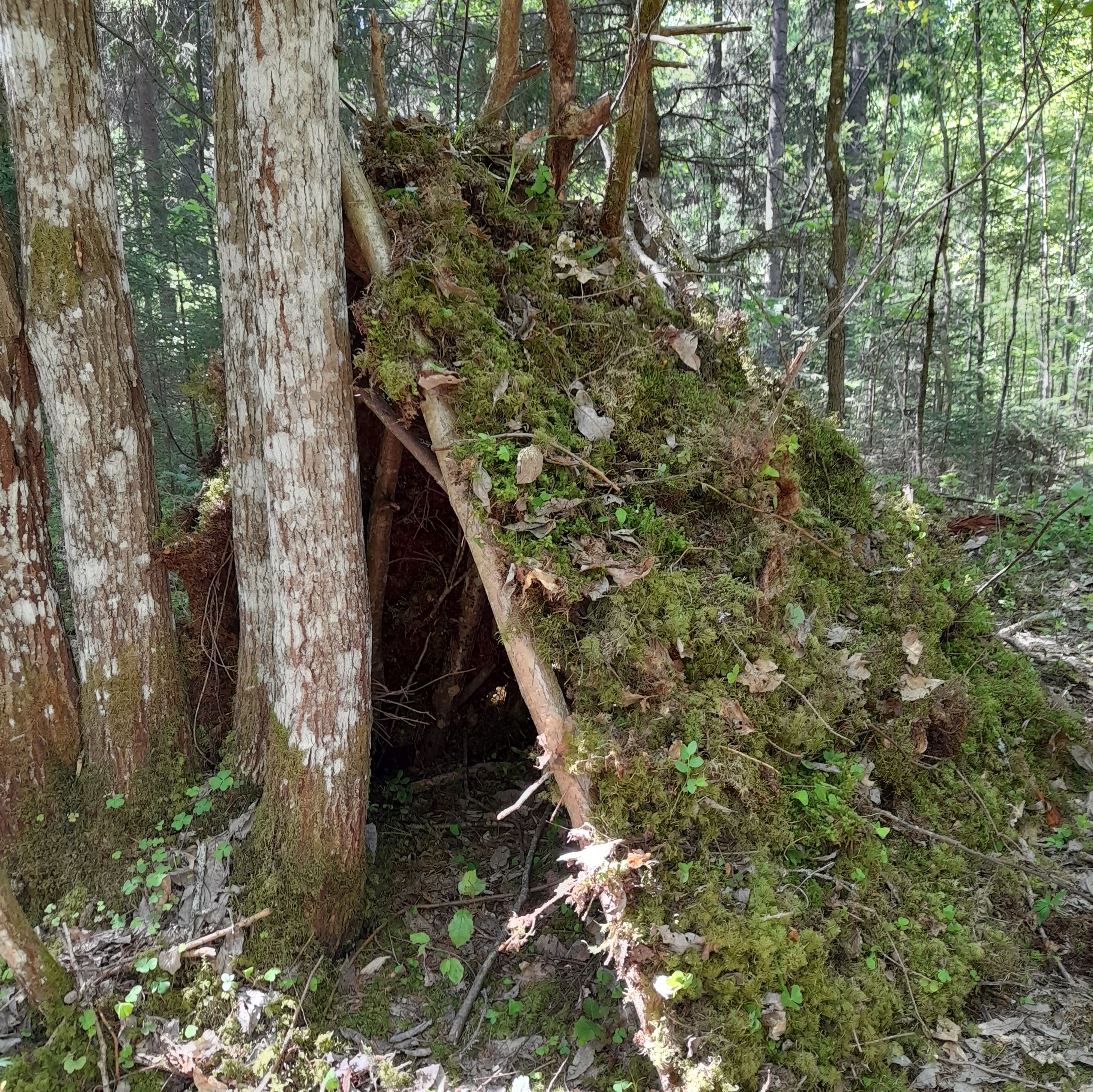 Matkasellid looduses