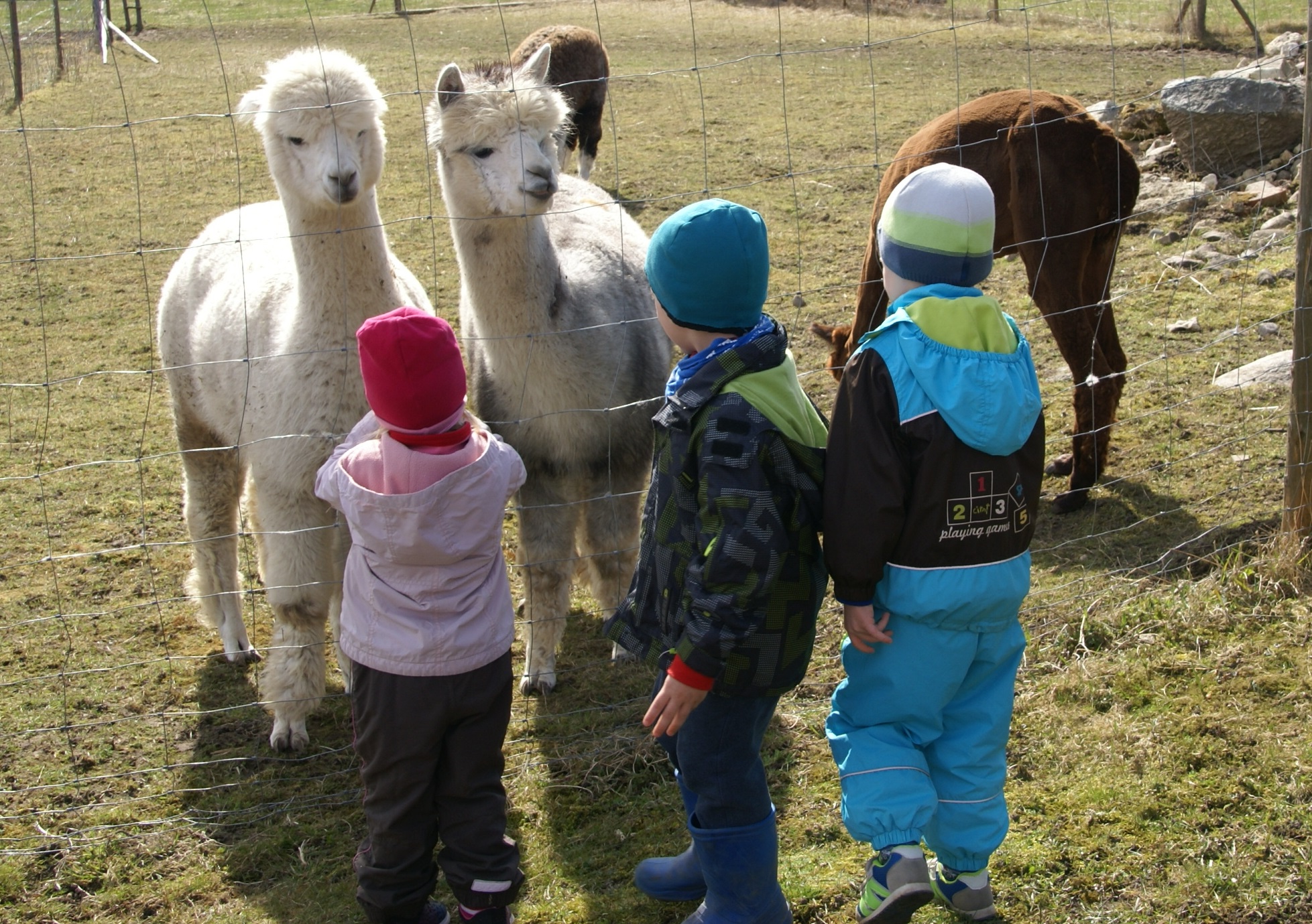 Wile farm alpakast tooteni