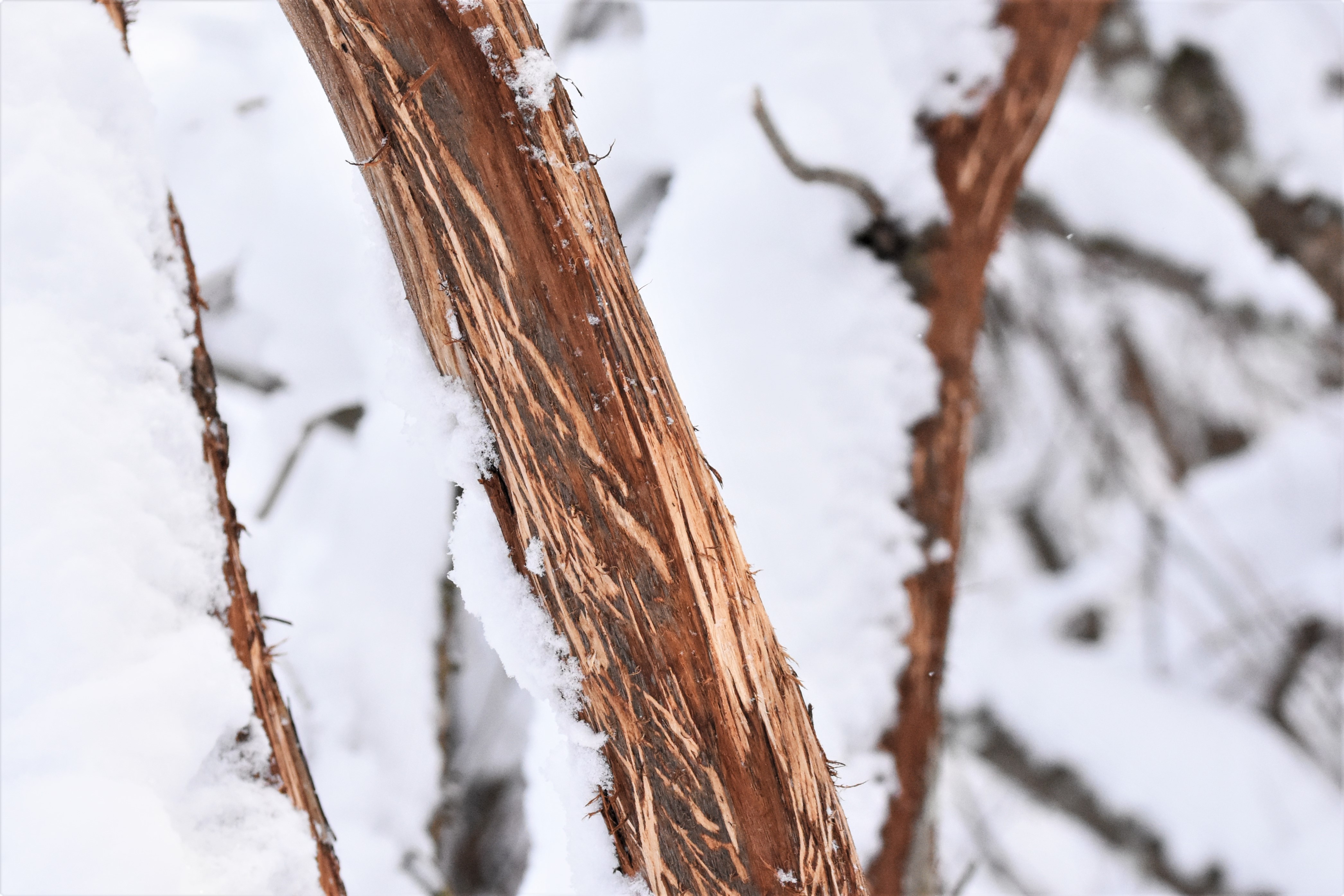 Põdra kooritud paju