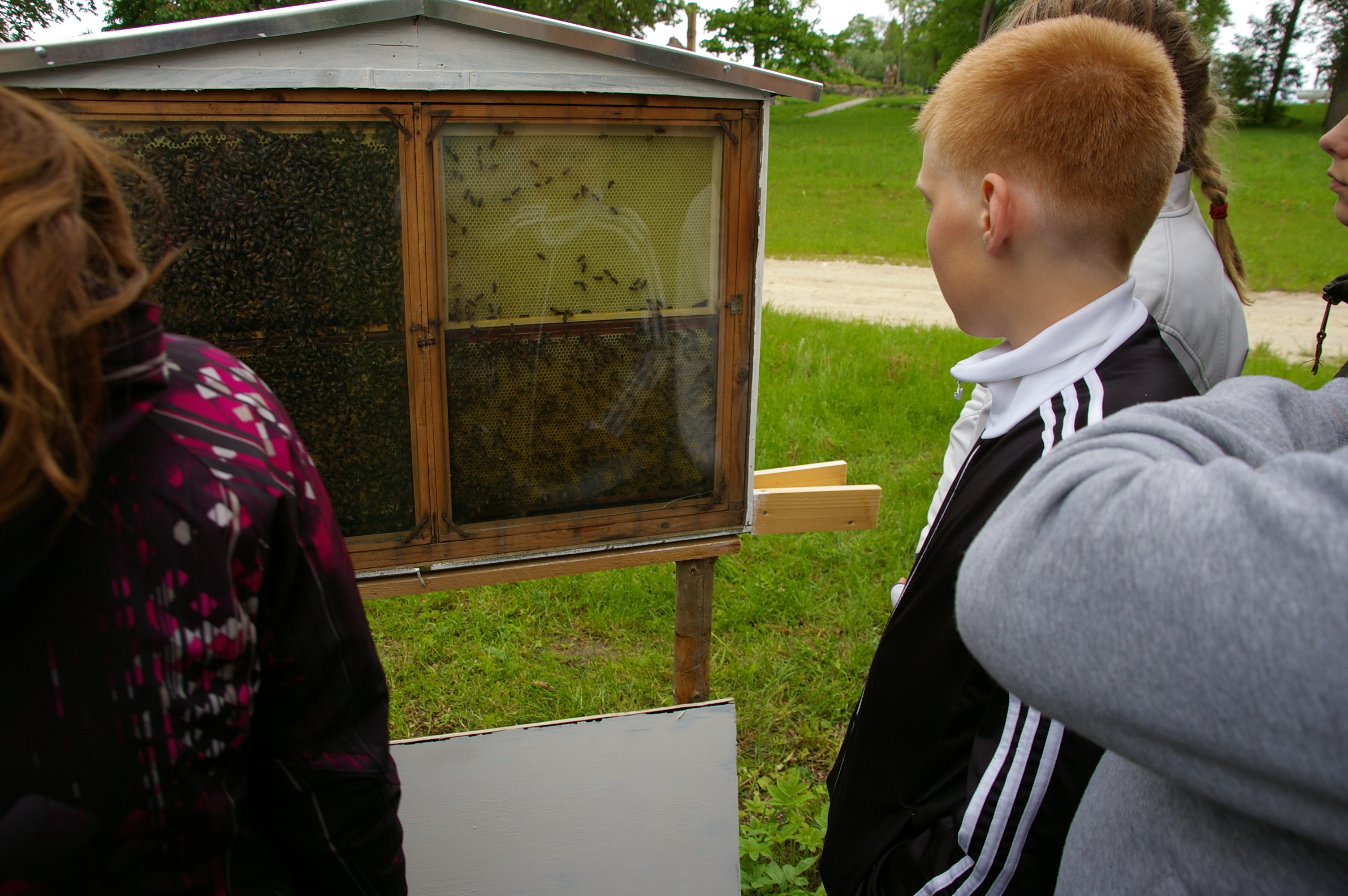 Mesilaste vaatlustaru juures