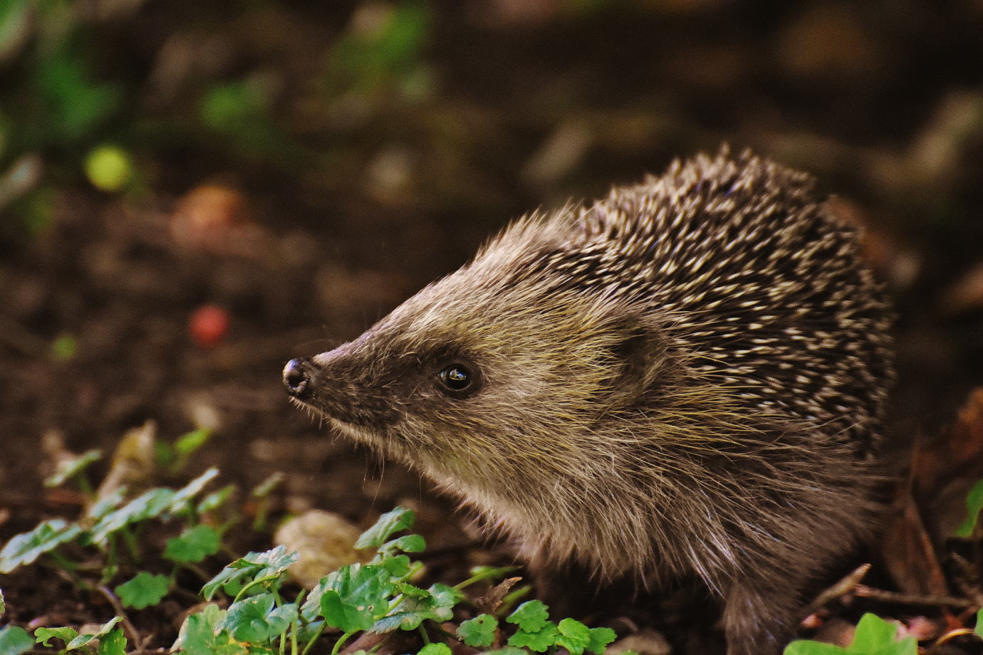 Huvipäev „Sügis loomariigis" Foto: Pixabay