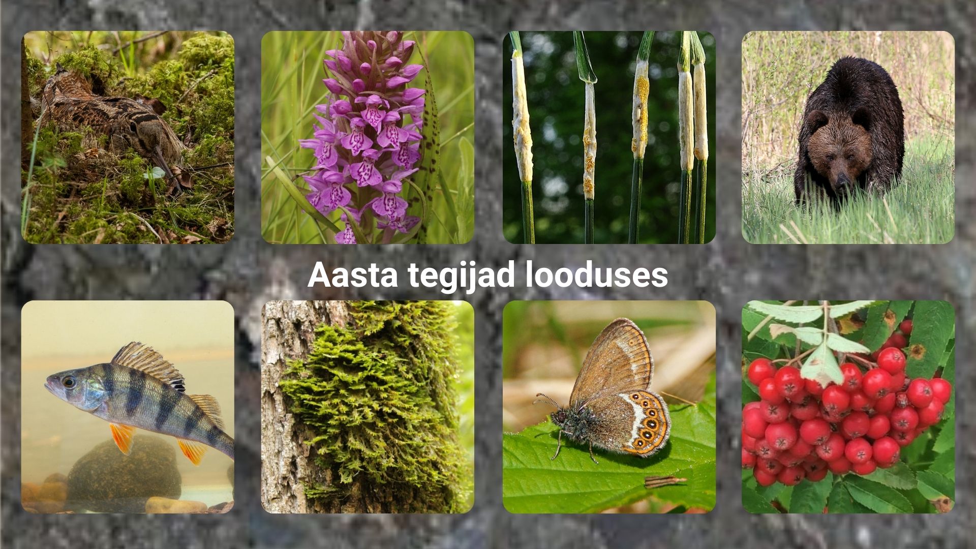 aasta tegijad looduses 2022 plakat