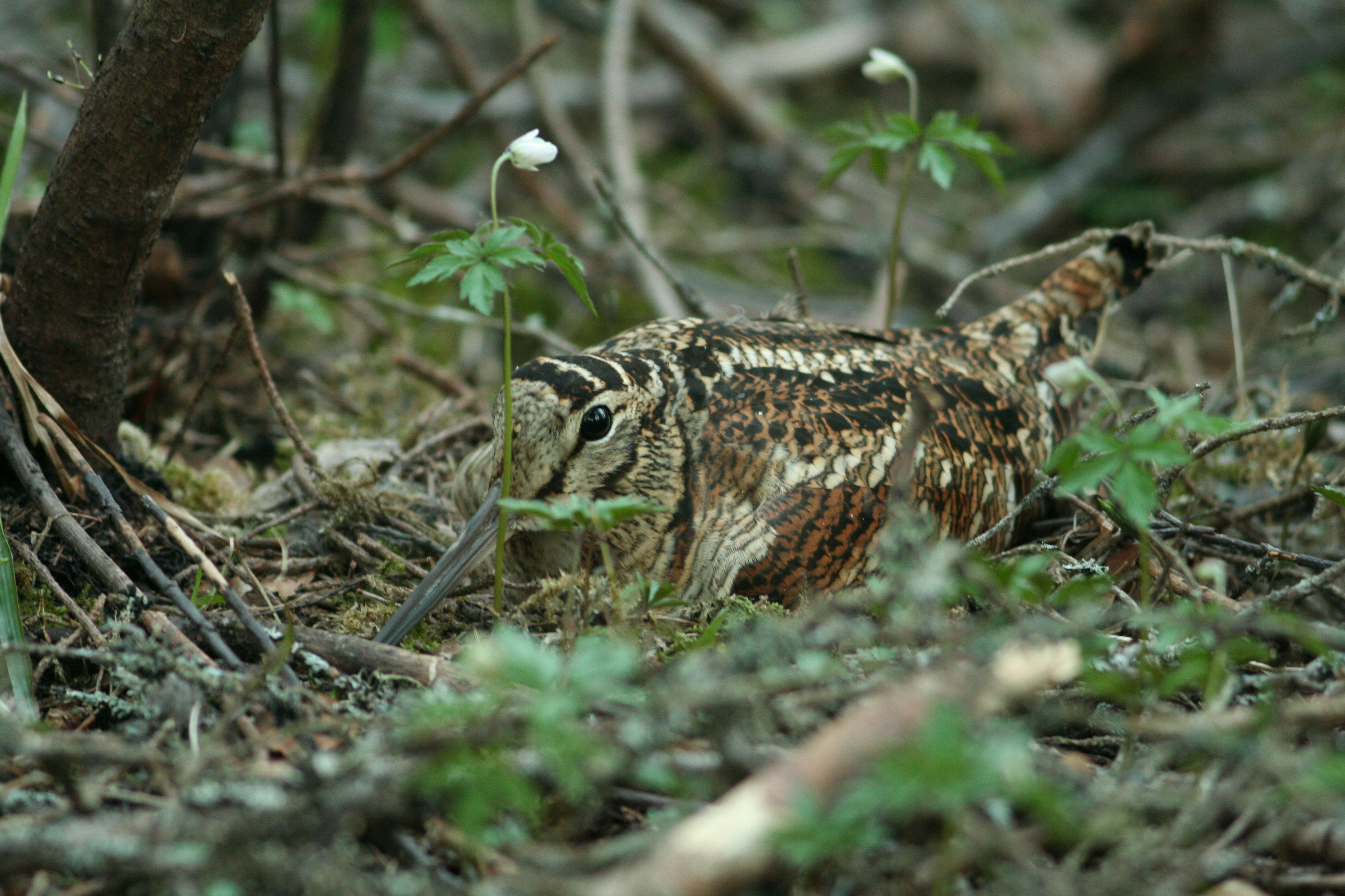 Maapinnal taimede vahel on peidus pruunikirju sulestiku, pika noka ja suurte silmadega lind metskurvits.