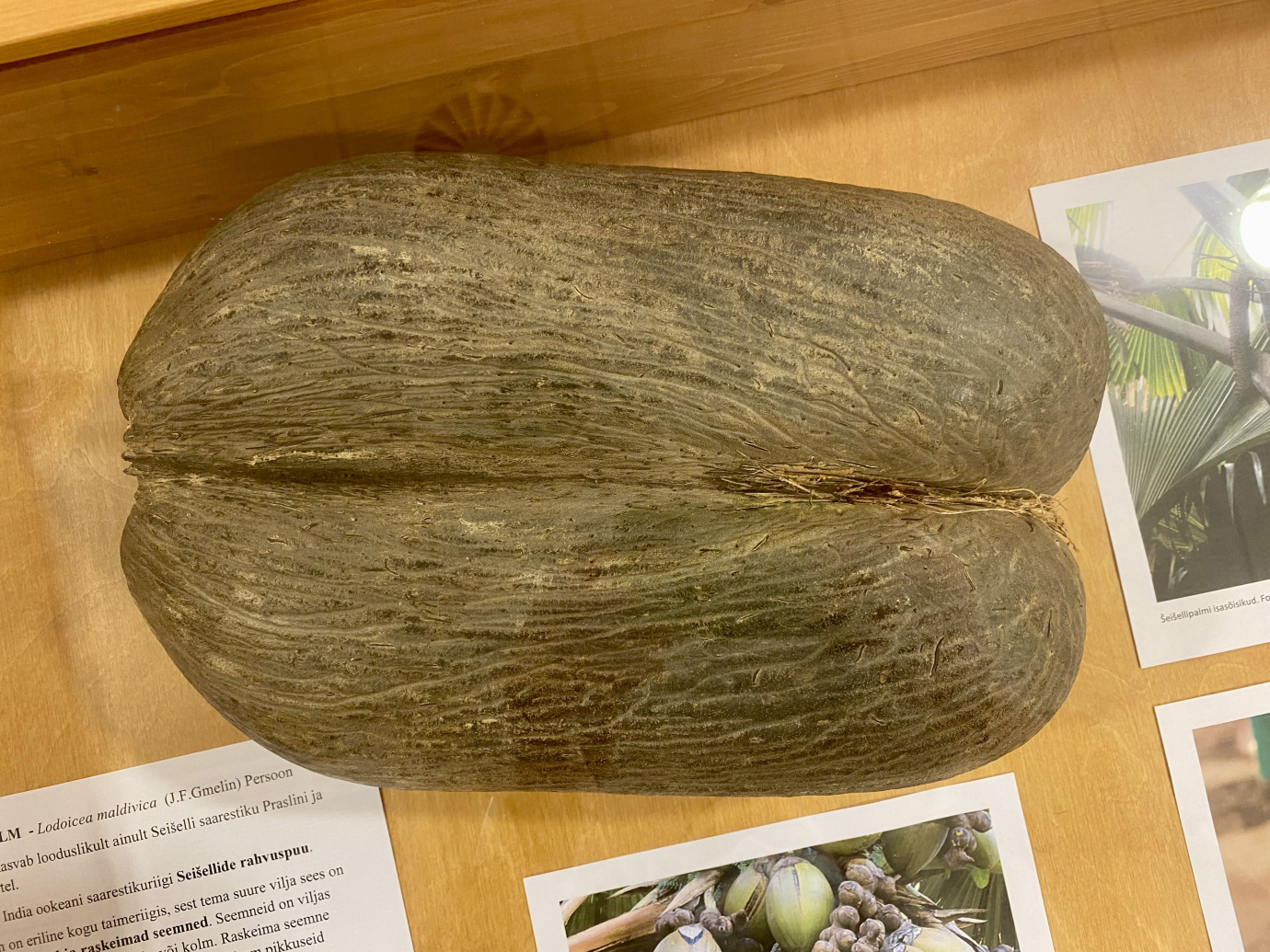 Seišeillipalmi seeme