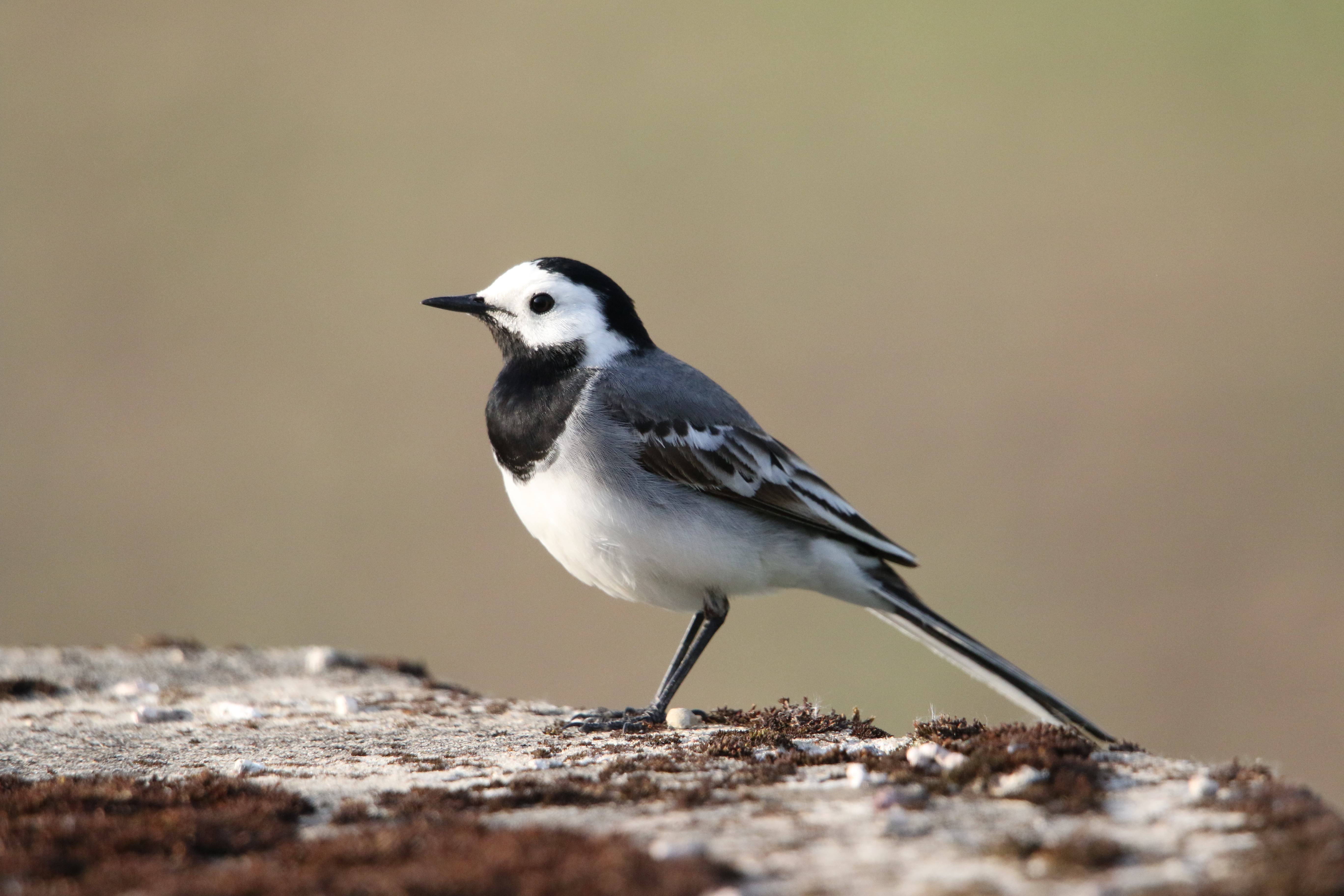 Linavästrik seisab ja vataab vasakule