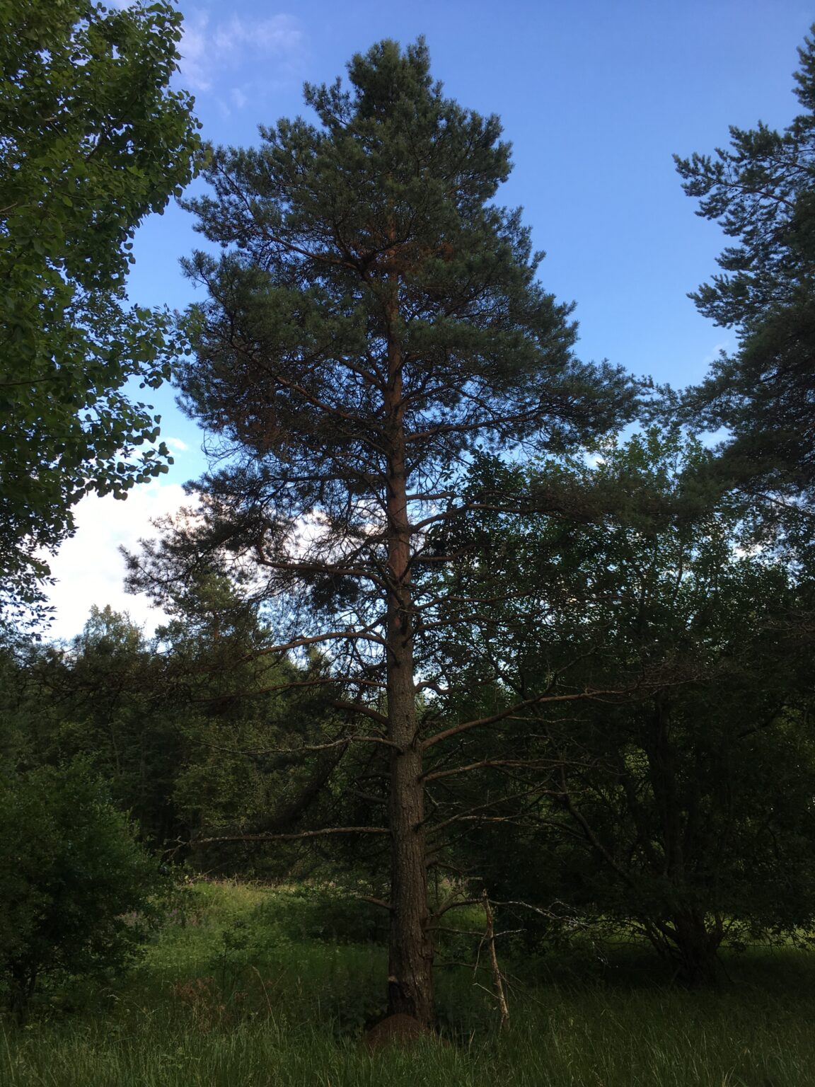 Loodus ja inimene linnalähedases metsas