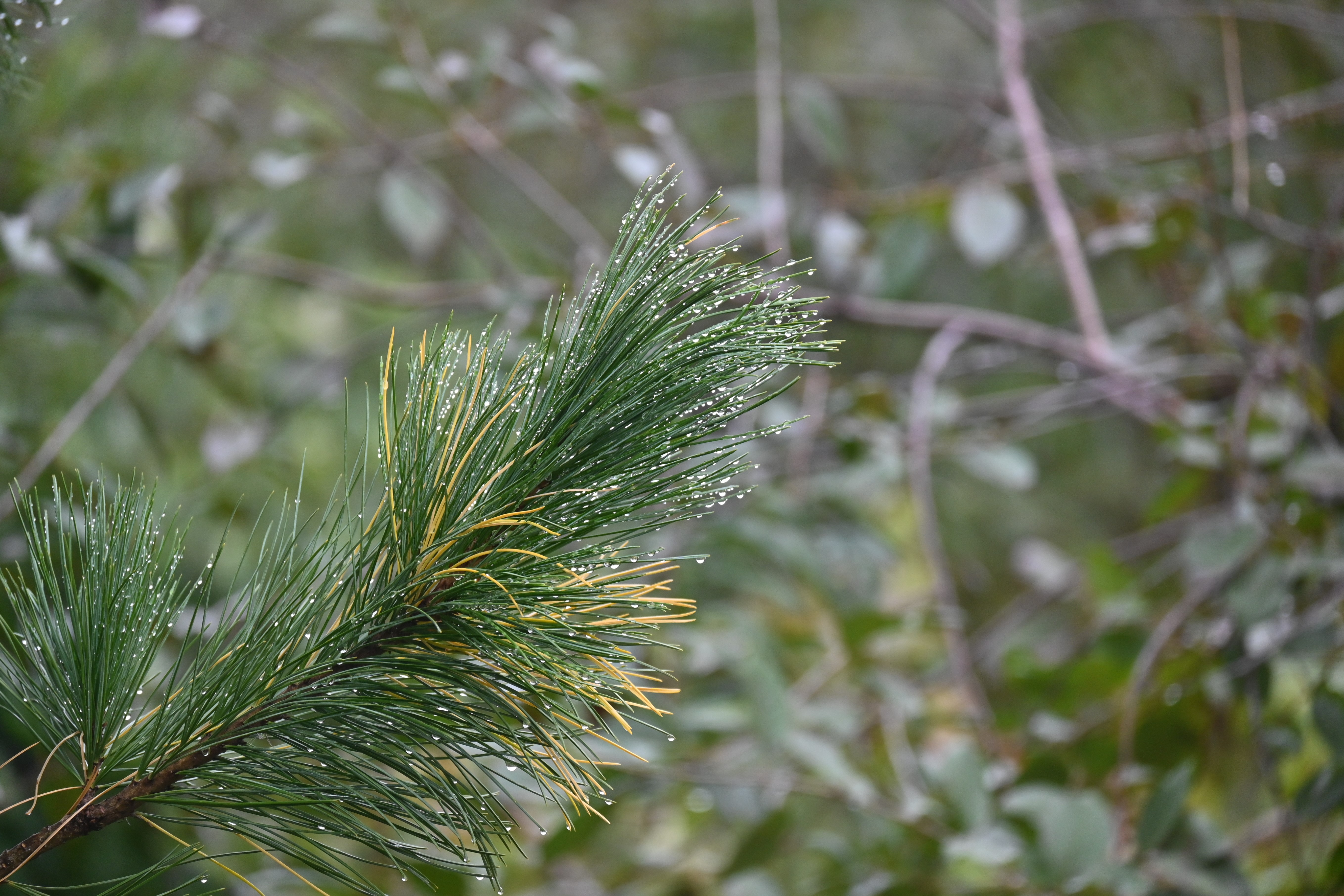 Õppeprogramm "Kuidas hoian loodust ja loomi"