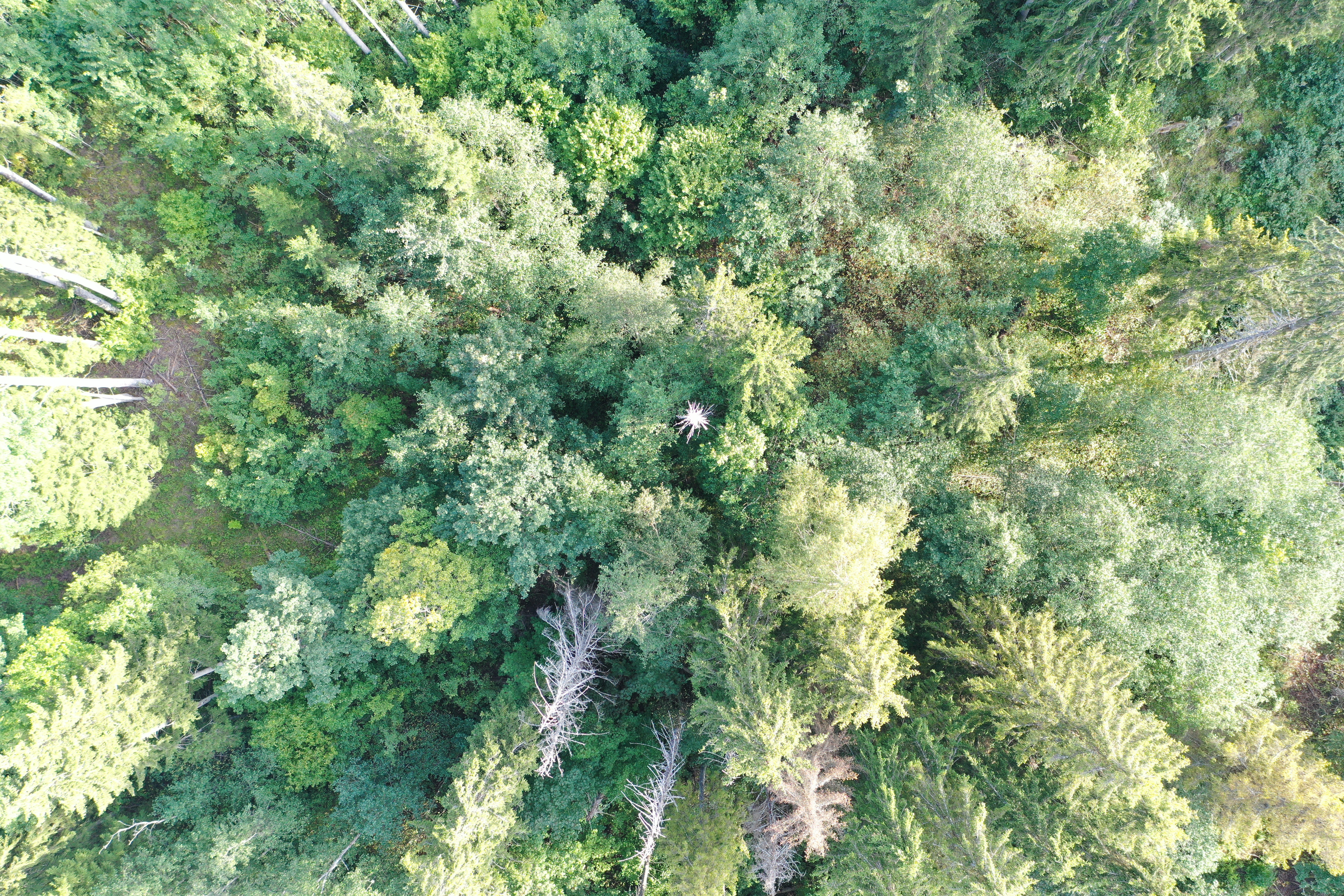 Loodushoiu õpiõu talumetsas (4.-6. klassile Viljandimaal)