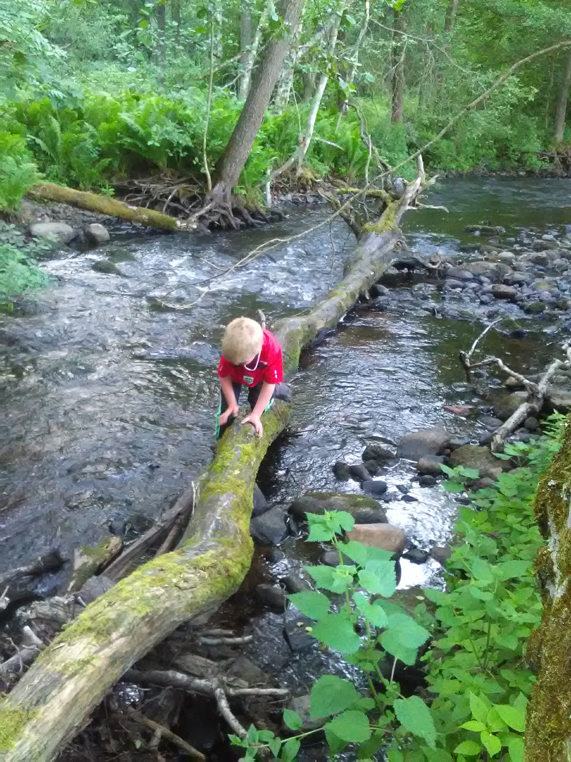 Mitu metsa on Lahemaal?