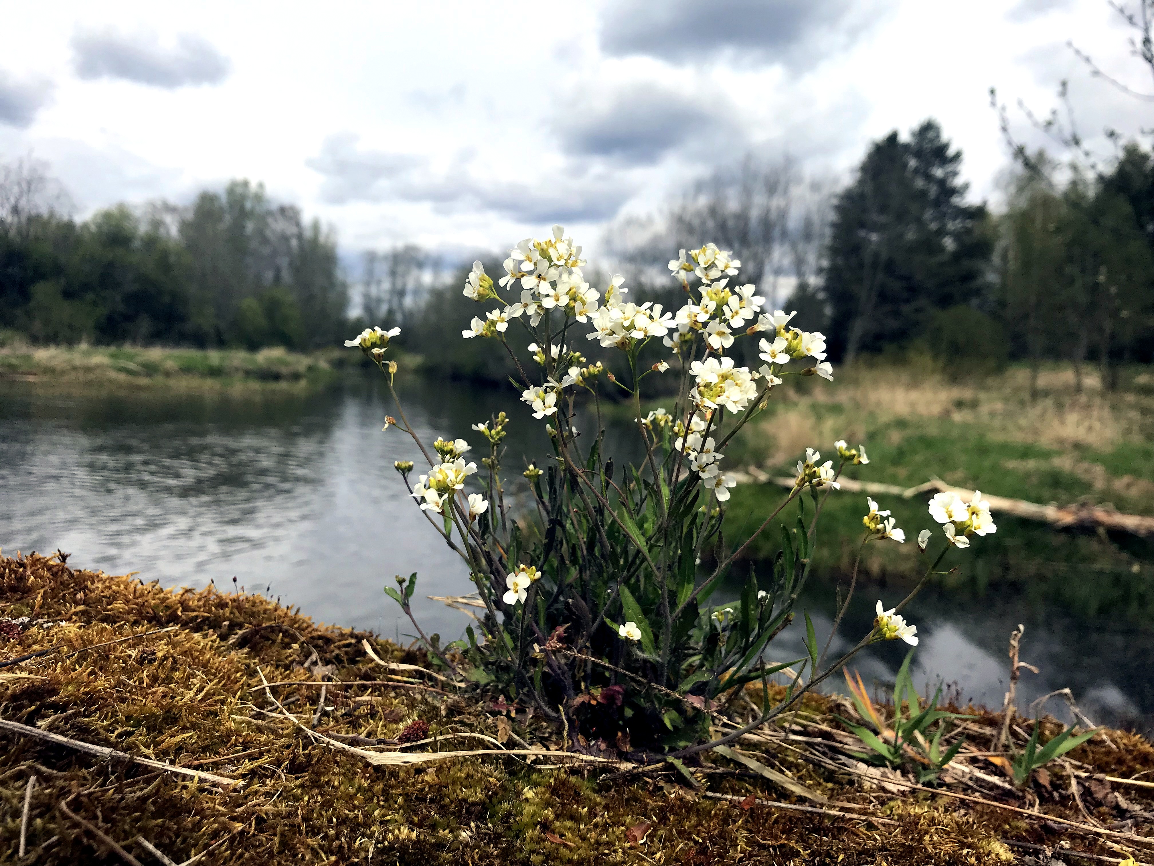 Tõravere programmi pilt