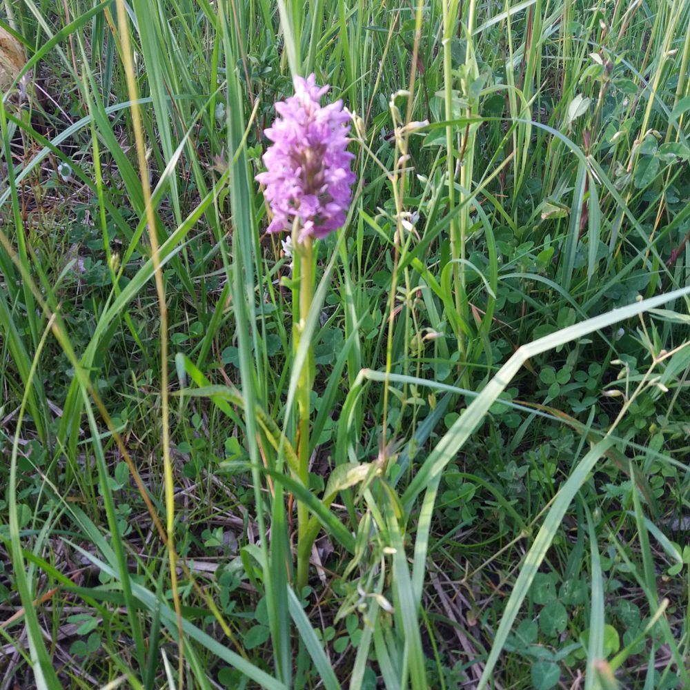 Looduskaitse ja kaasamise õpiõu - vööthuul-sõrmkäpa pilt