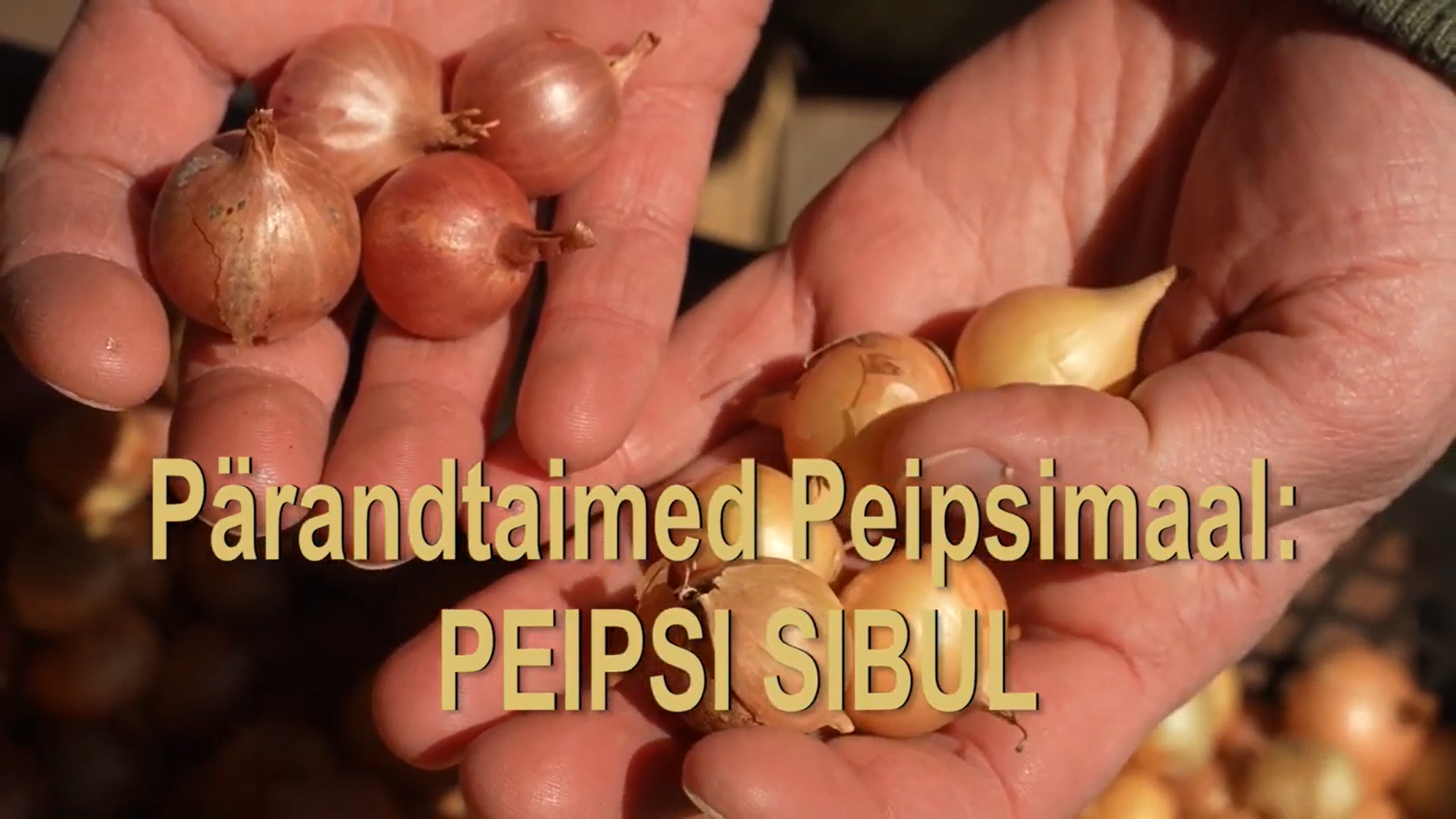 Peipsi sibula video