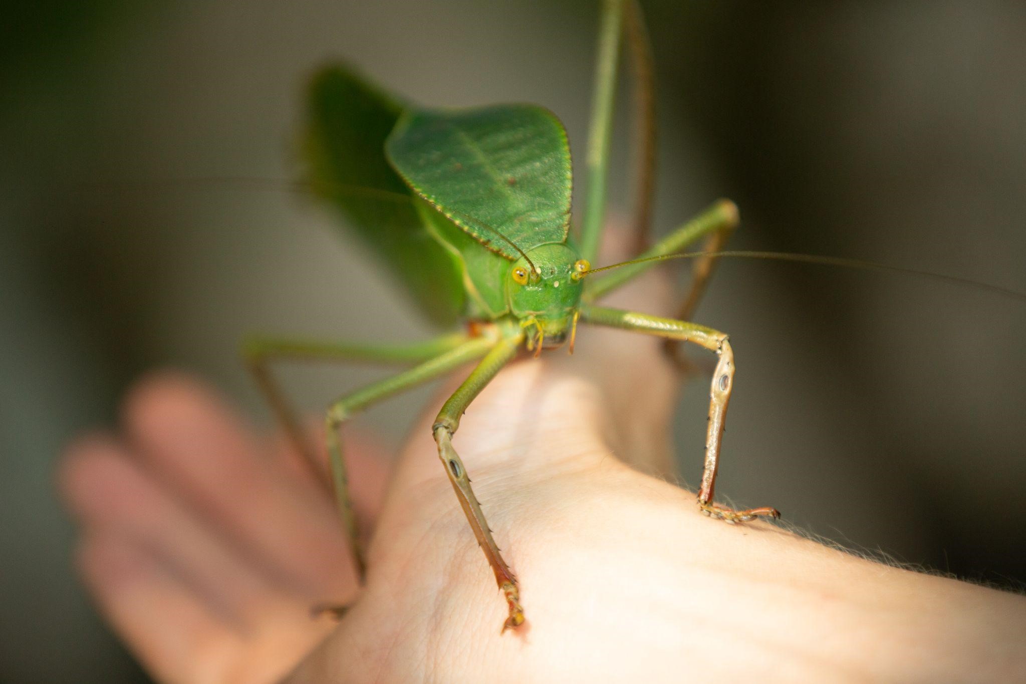 Putukate õppeprogramm Loodusluup