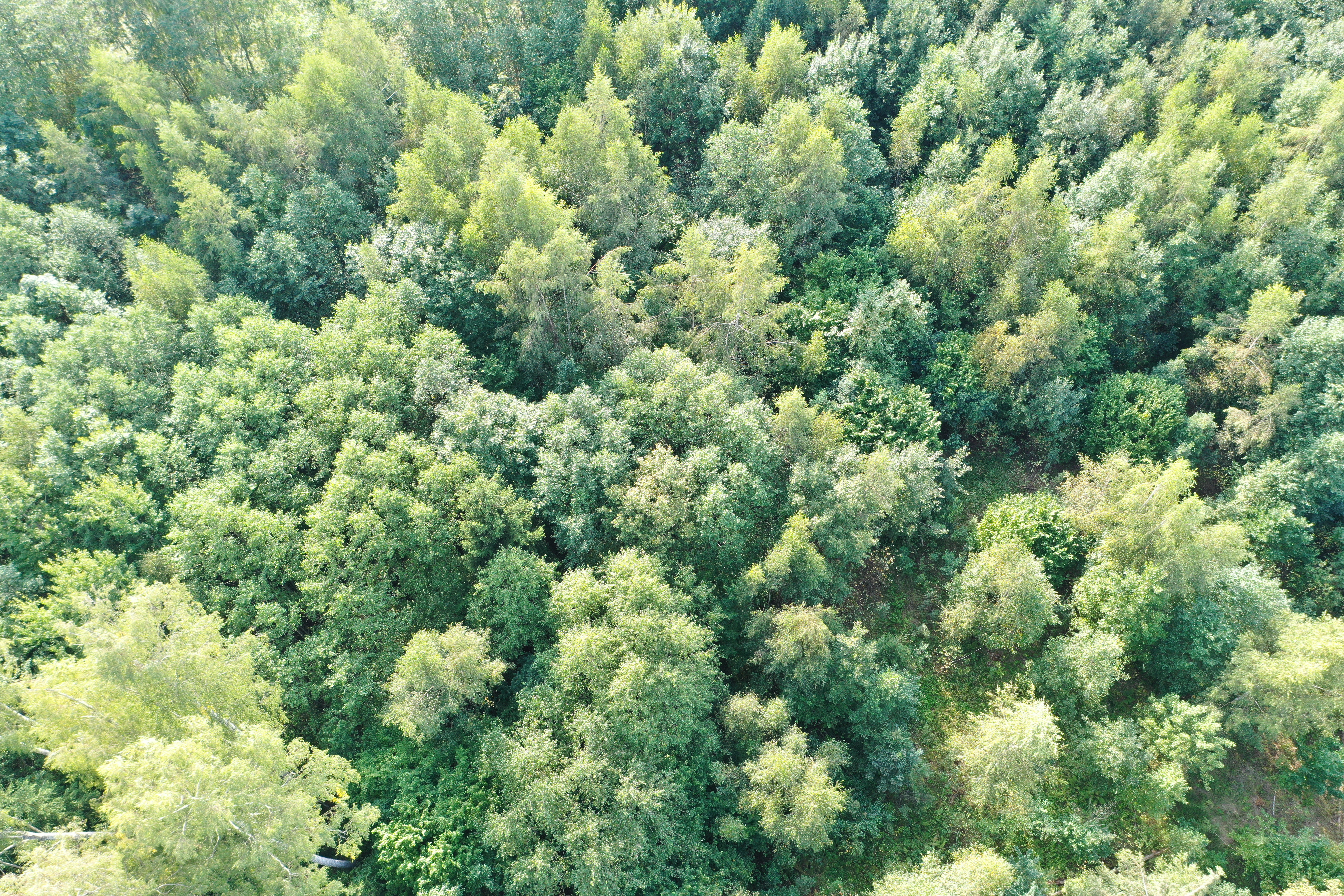 Keskkonnateadlikkuse ja rohetehnoloogiate õpiõu talumetsas