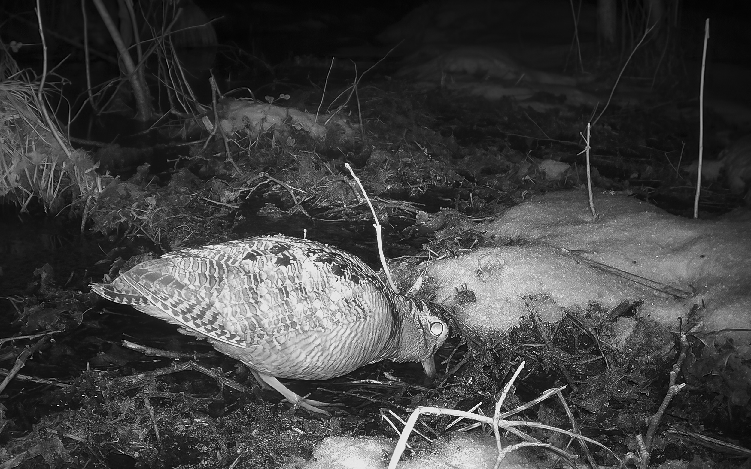 Metskurvits ehk nepp