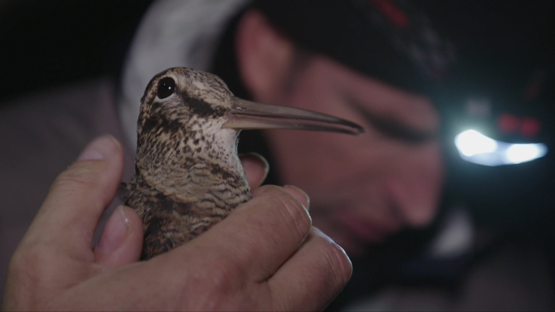 Esiplaanil on meesterahva käed, mis hoiavad suurte mustade silmade ja pika nokaga pruunikirju metskurvitsat. Tagaplaanil on pealambiga meesterahva nägu.