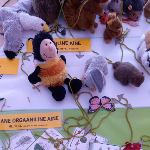 Kõik liigid on omavahel toitumise ja elupaiga kaudu seotud, fotol kimalane, jänes, kajakas ja teised