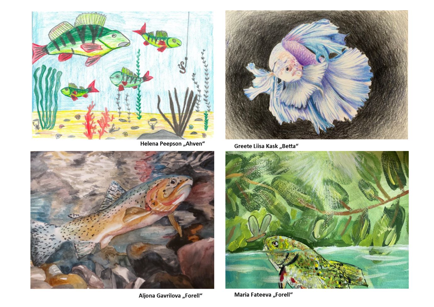 4 värvilist joonistust kaladest on eelmise aasta Eesti osalejate võidutööd
