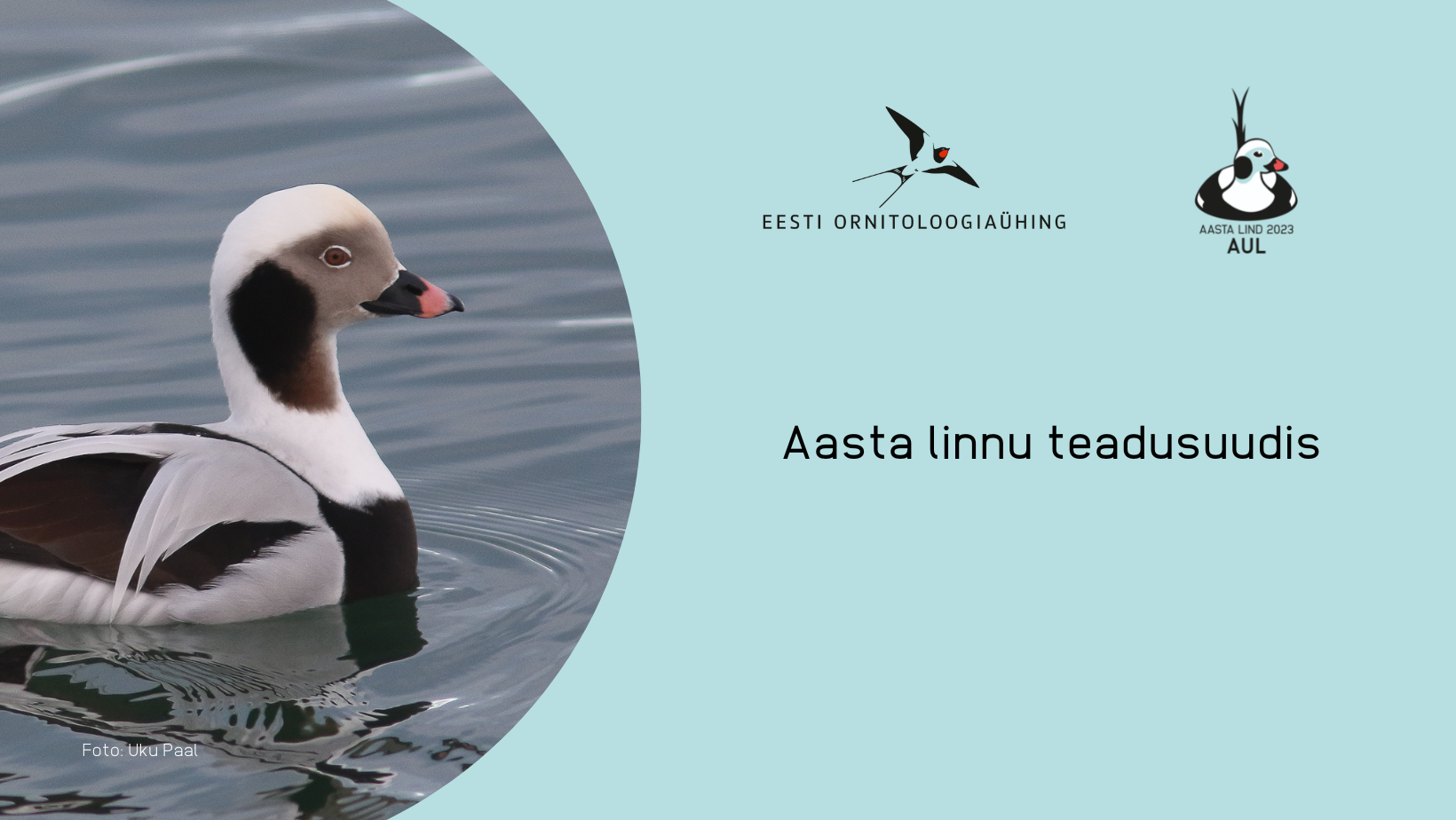 Vasakul on foto vees ujuvast aulist, paremal sinisel taustal tekst