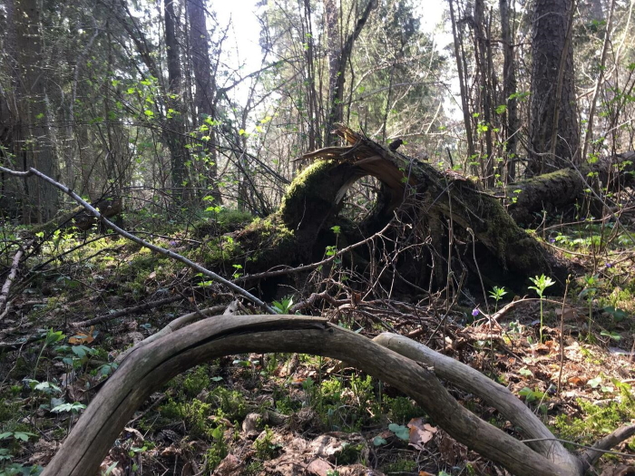 Jändikud puud kevadises metsas