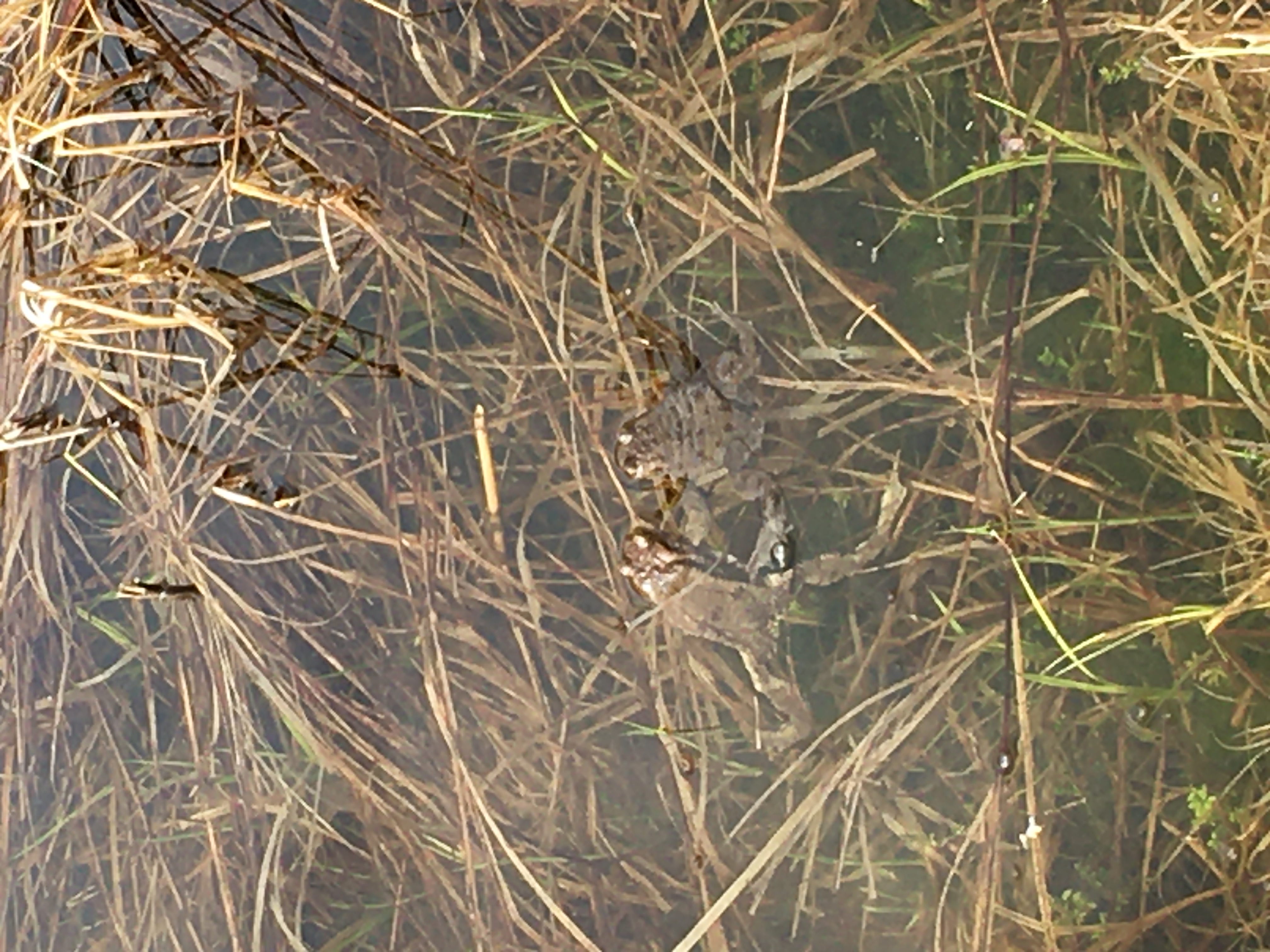 Roelas on ürgmets sammu kaugusel ja silma all: ole või kade!