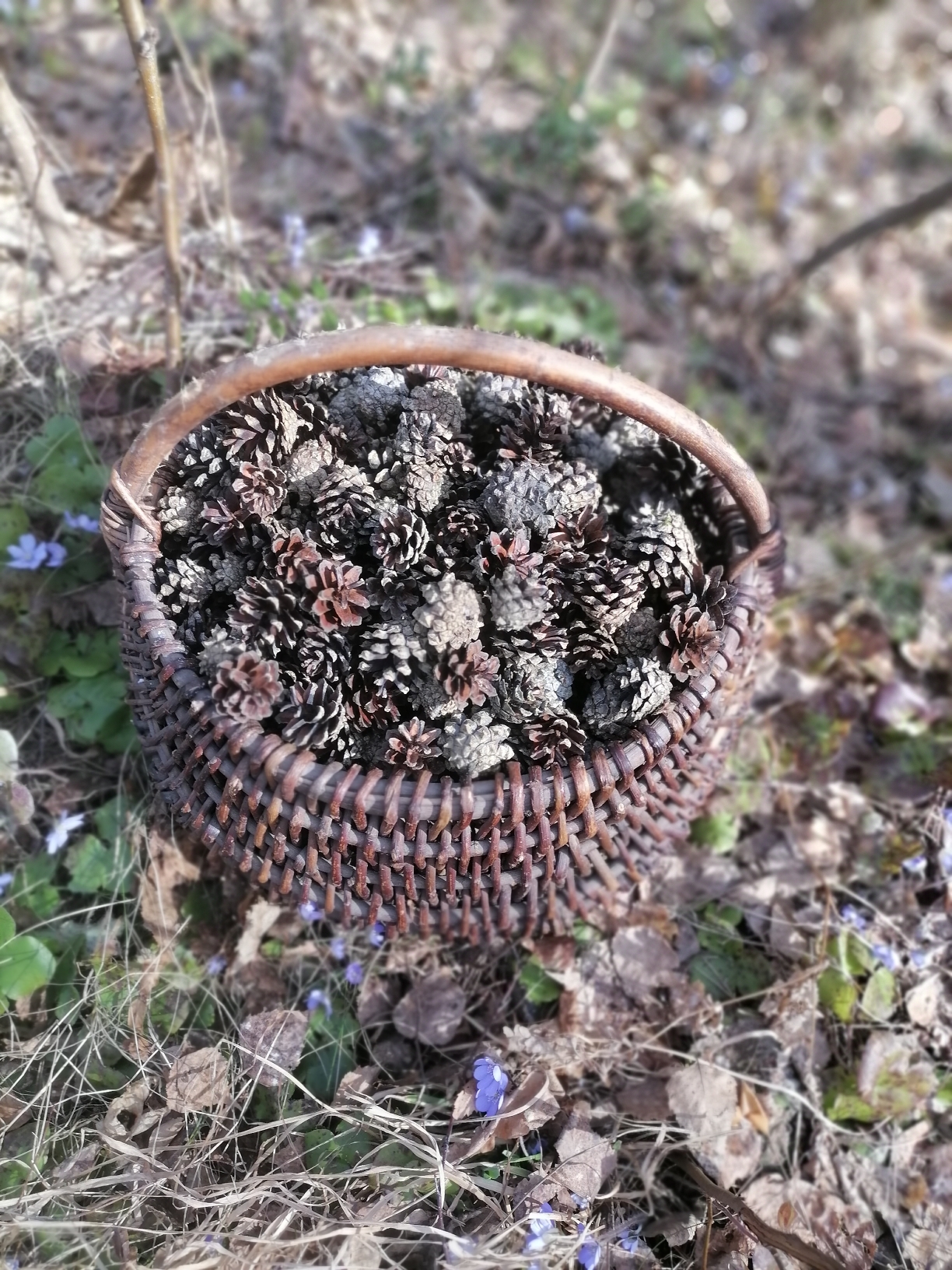Sinilillede keskel on pajuvitstest punutud korv, mis kuhjaga täis männikäbisid