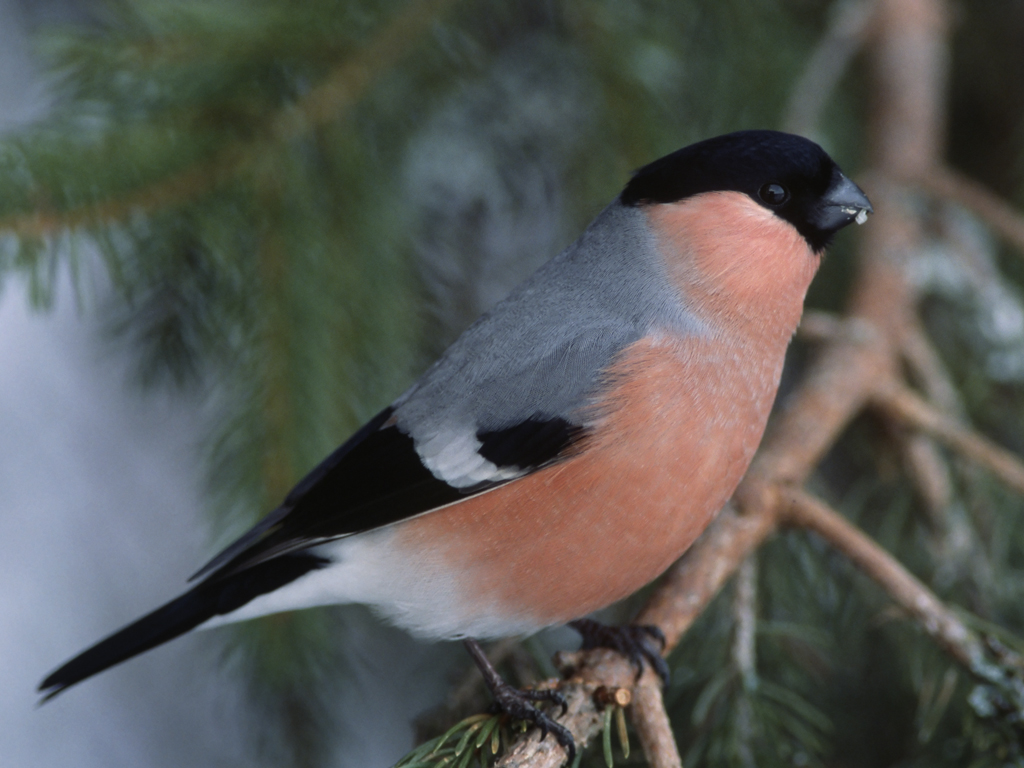 Igal linnul oma laul - Sagadi looduskooli programm