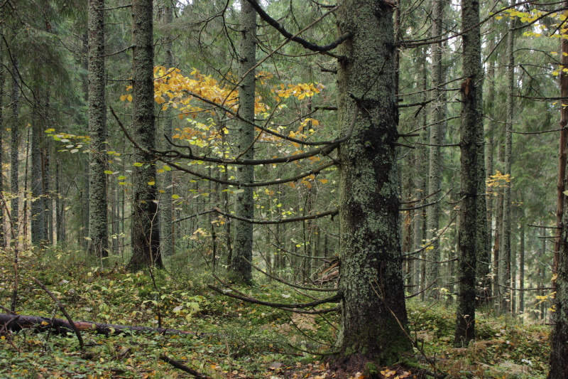 Vanad kuused Vällamäe metsas