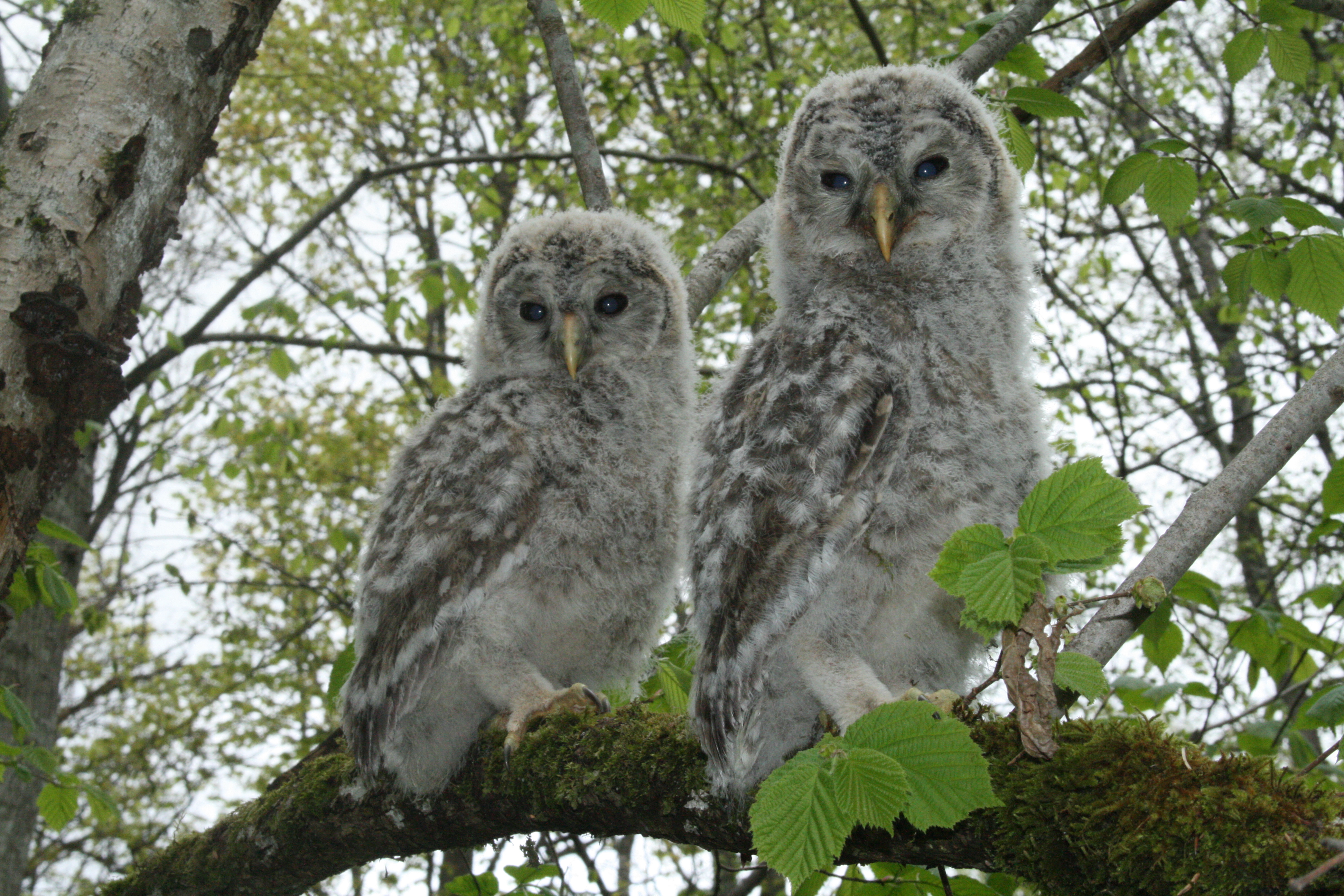 Matkasellid Siniallikul