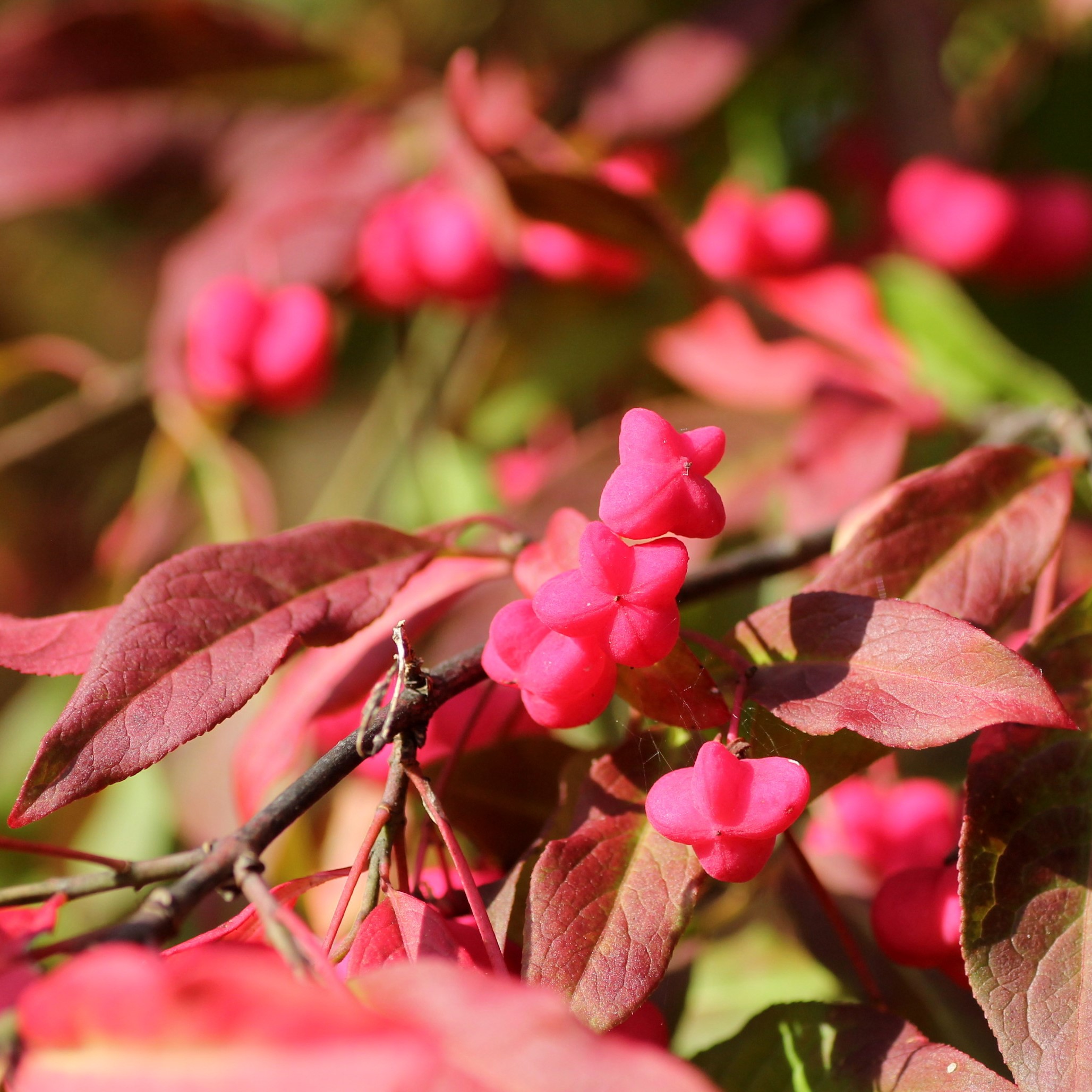 Ereroosad kikkapuu viljad paistavad veelgi eredamad päikese käes punakate ovaalse kujuga terava tipuga lehtede taustal
