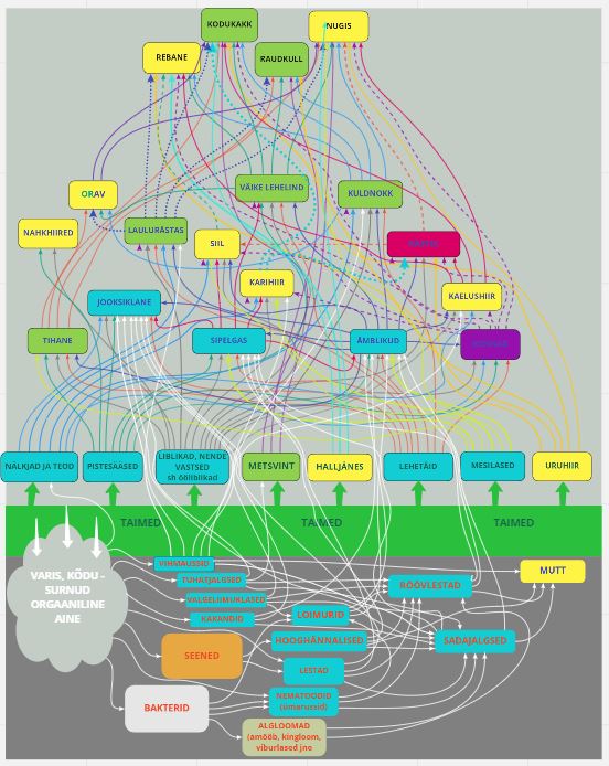 Toiduvõrgustik asulas