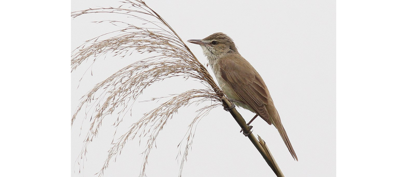 Hallil taustal on kõrs, mille küljes seisab pruunikat värvi väike lind.