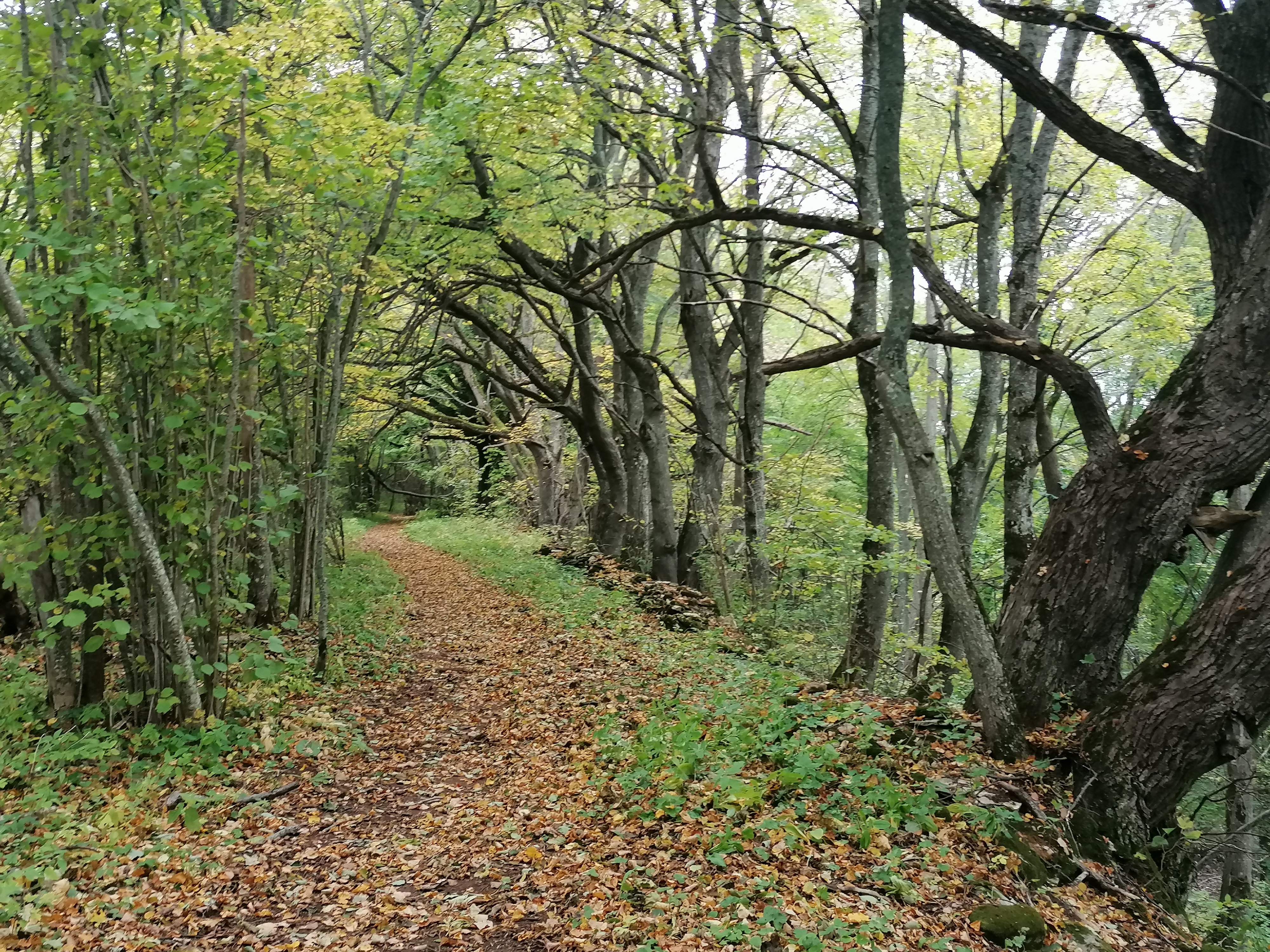 Lahemaa looduse pärlid