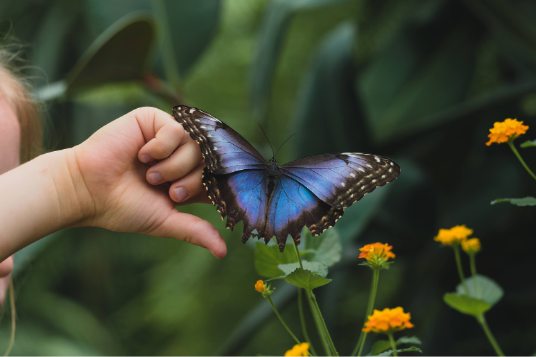 Liblikate Avastusretk