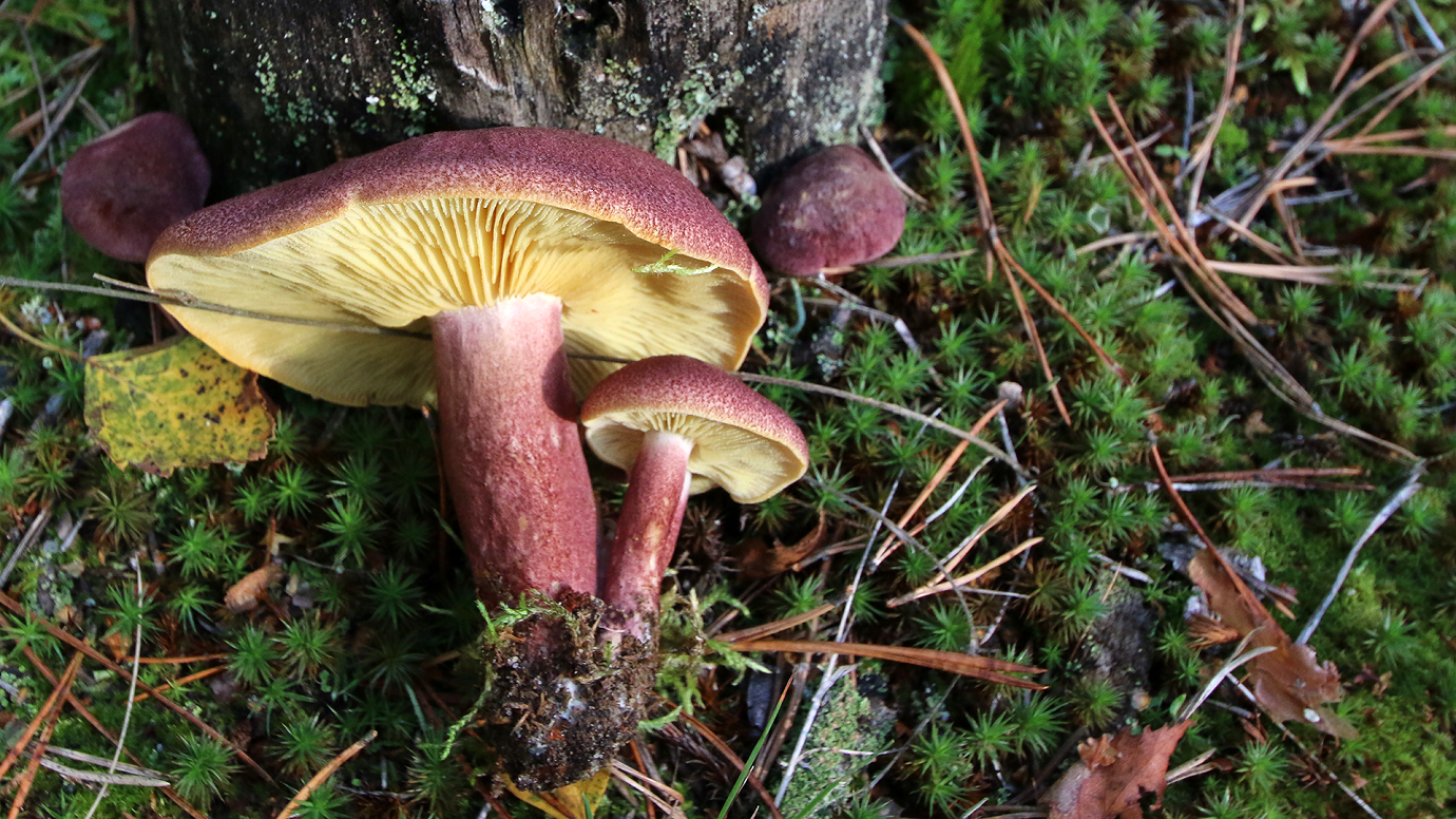 samblale on asetatud kaks punaka värvusega seent, kübaraalune kollane