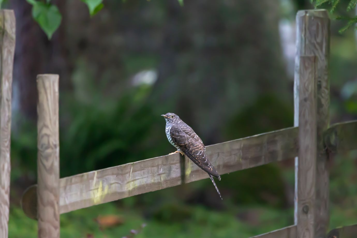 Puust aialati peal istub kägu