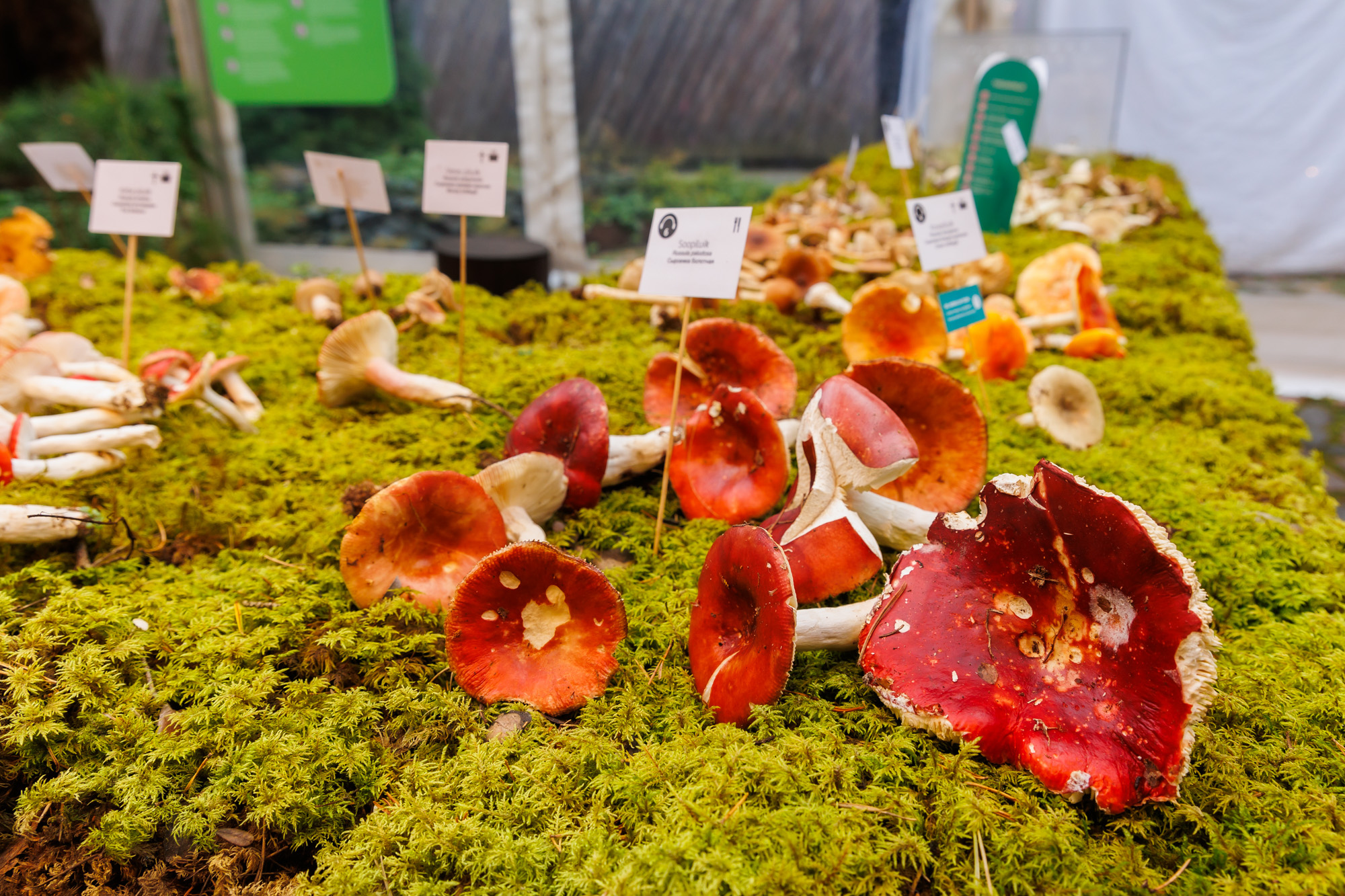 Seened näituselaual