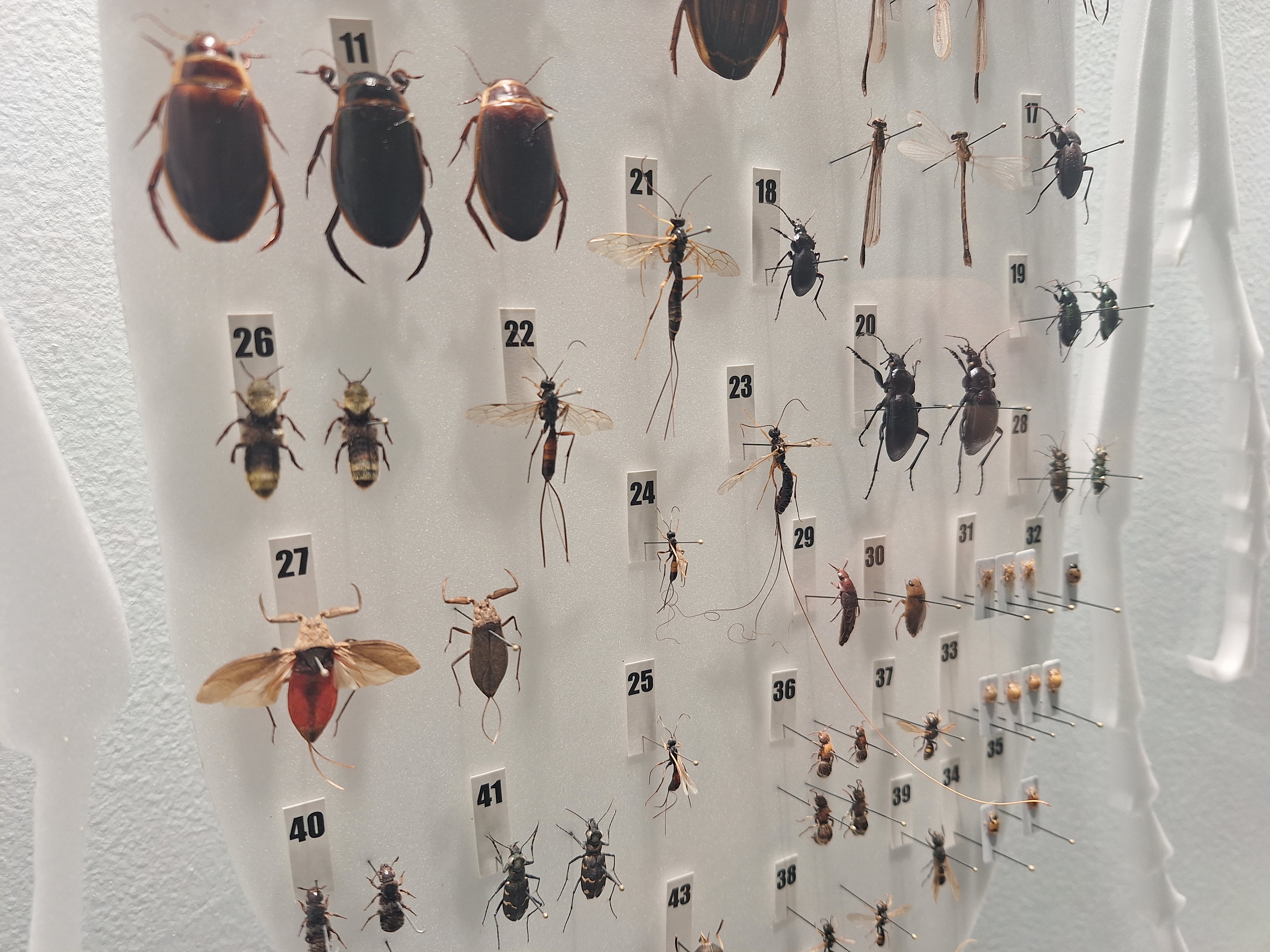 putukakollektsioon
