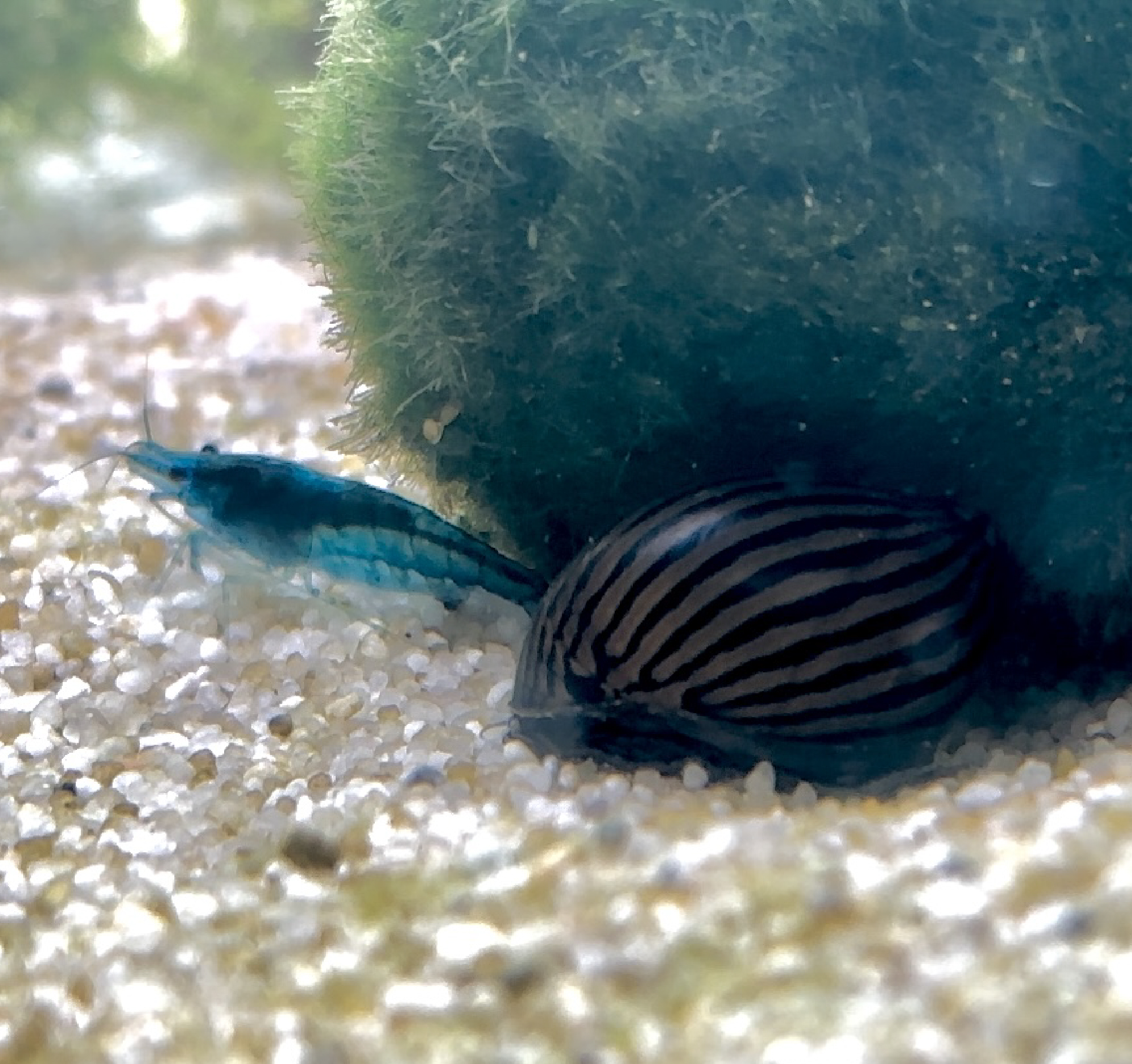 Selgrootud Viimsi Teaduskooli akvaariumis