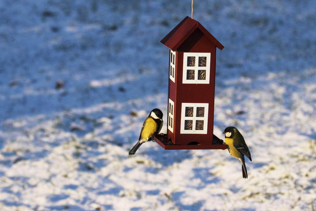 Lindude toidumaja serval istuvad kaks rasvatihast, taustal on lumine maapind