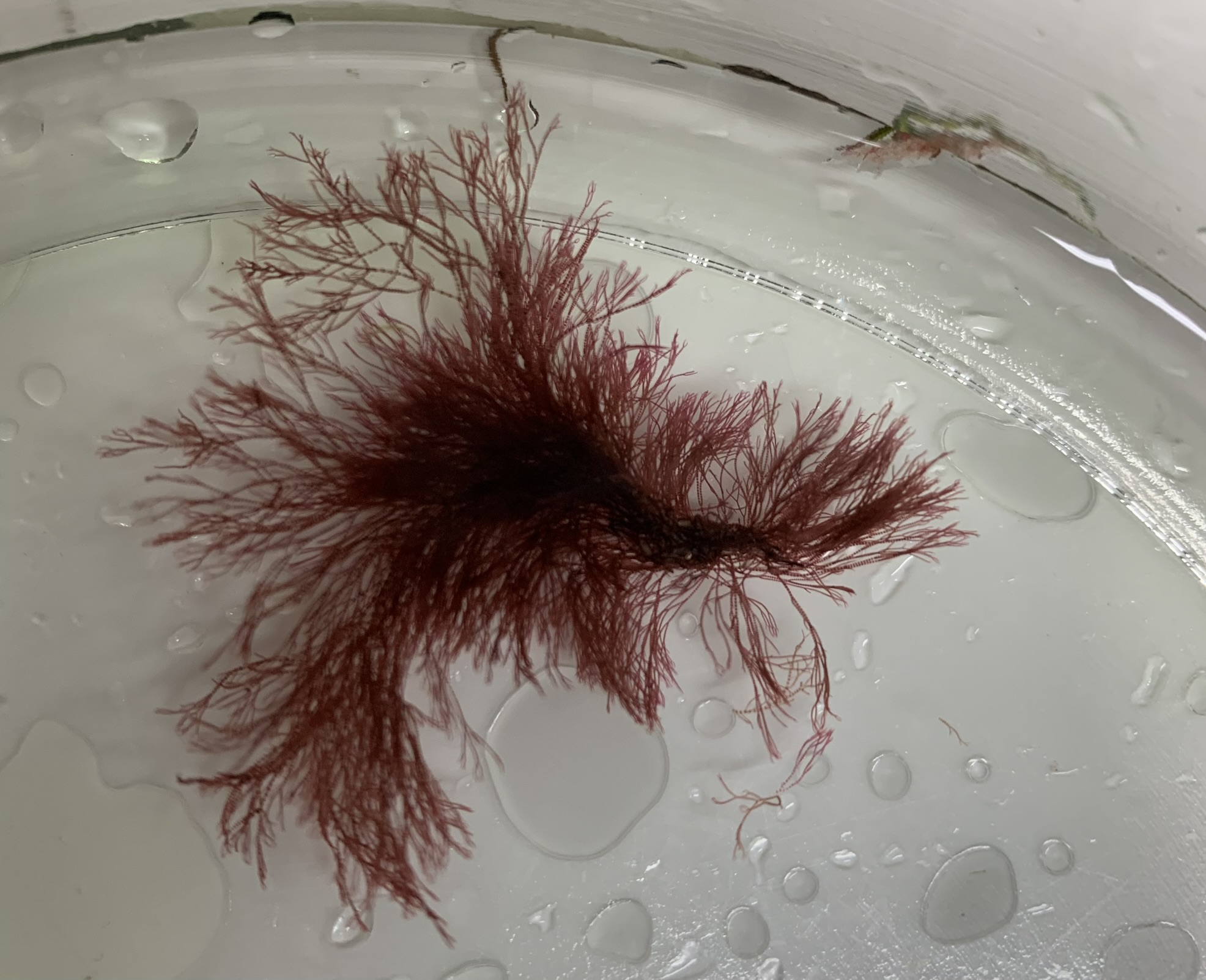 Läänemeres elutsev punavetikas