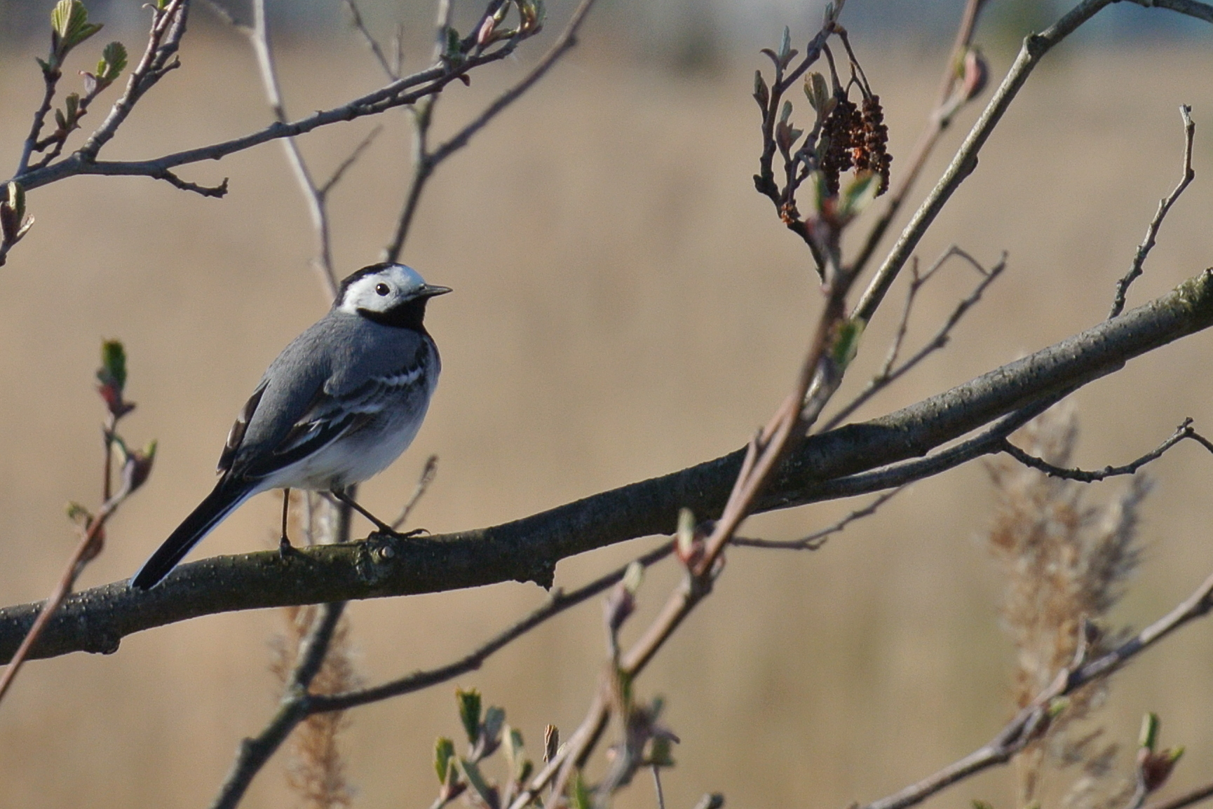 Puuoksal istub linavästrik.