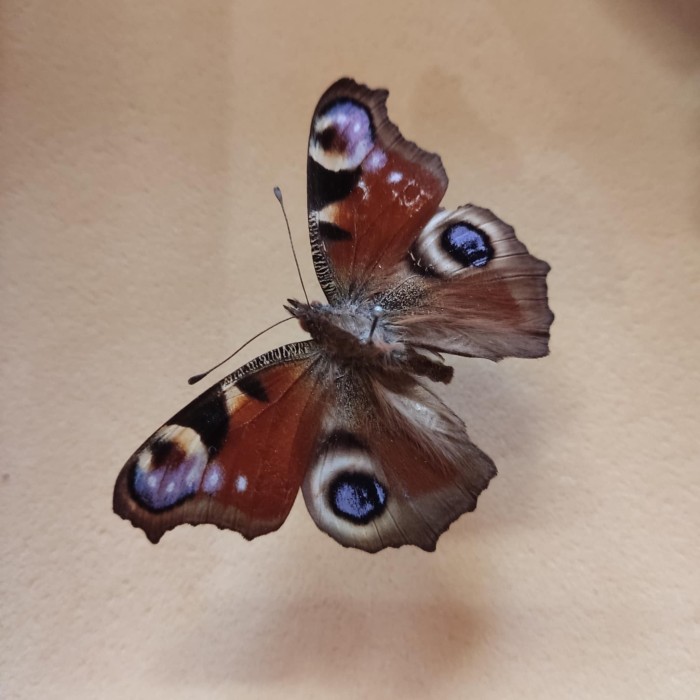 Punakaspruunikas väljasirutatud tiibadega liblikas, millel tiibadel silmakujulised sinise ja valgega ringid